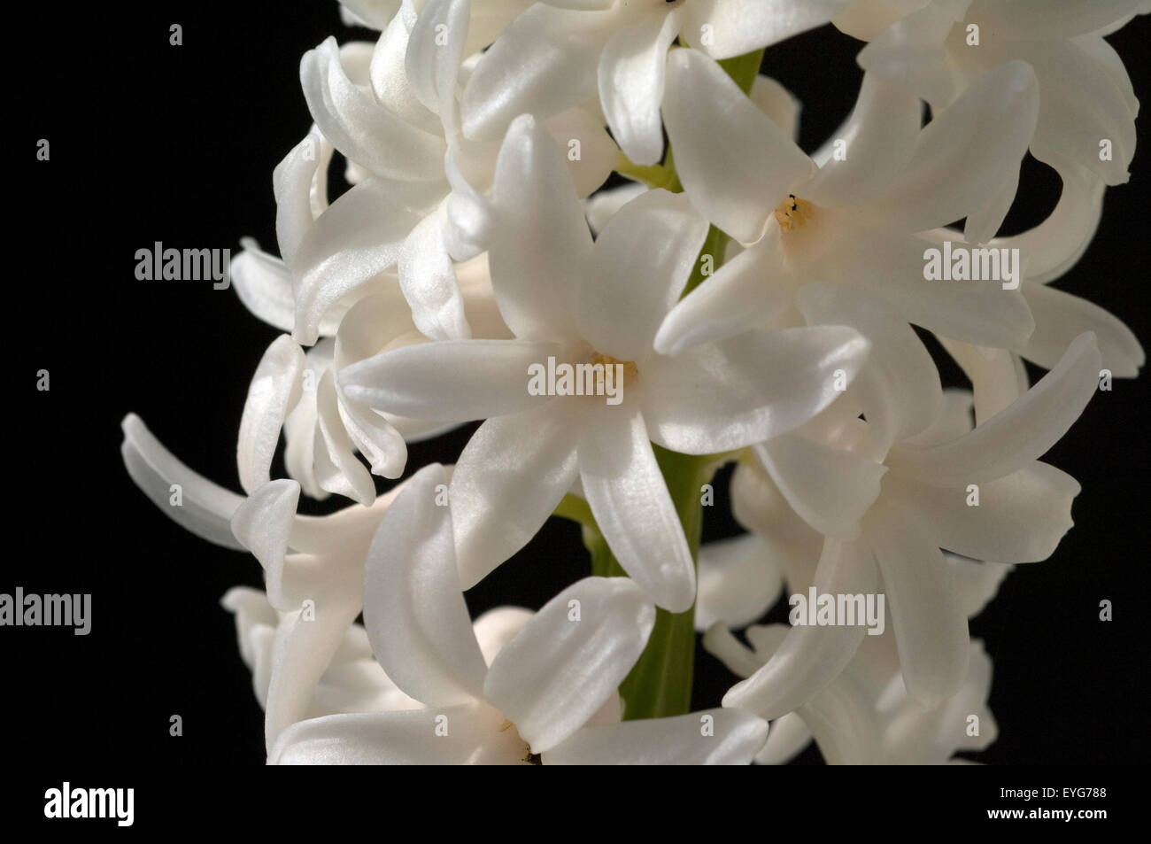 Hyazinthe, Weisse, Hyazinthus orientalis, Foto Stock