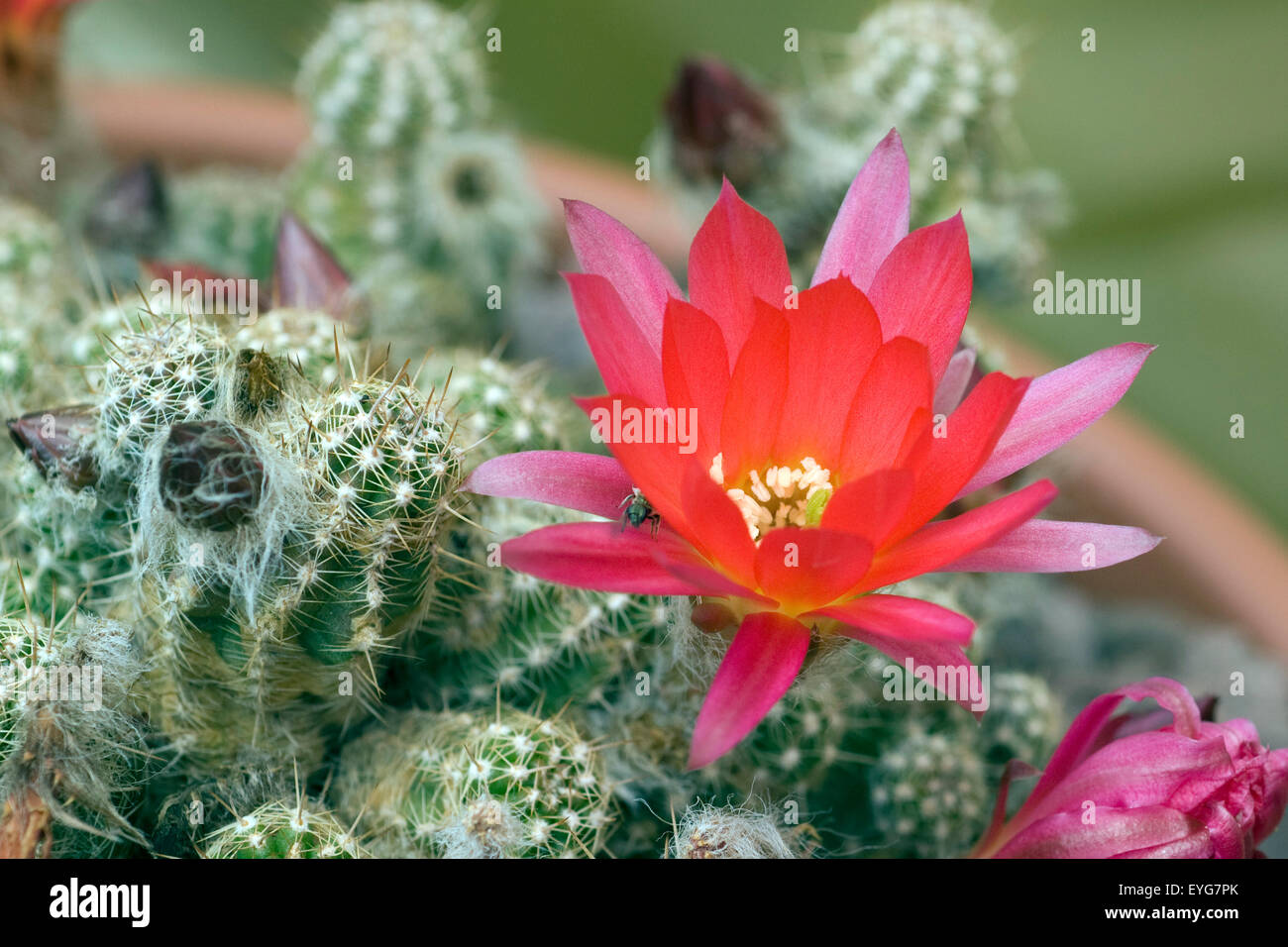 Kaktussbluete Foto Stock