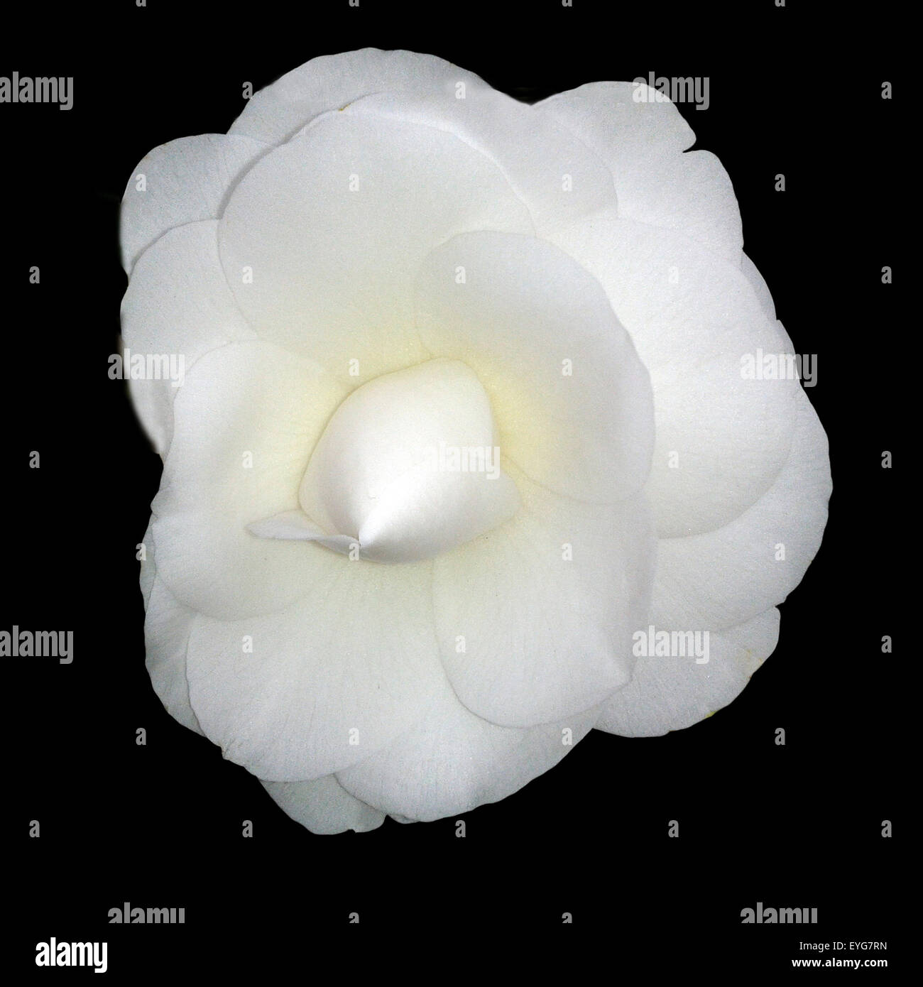 Kamelia, Alba, Plena, camelie, Monrovia, Foto Stock