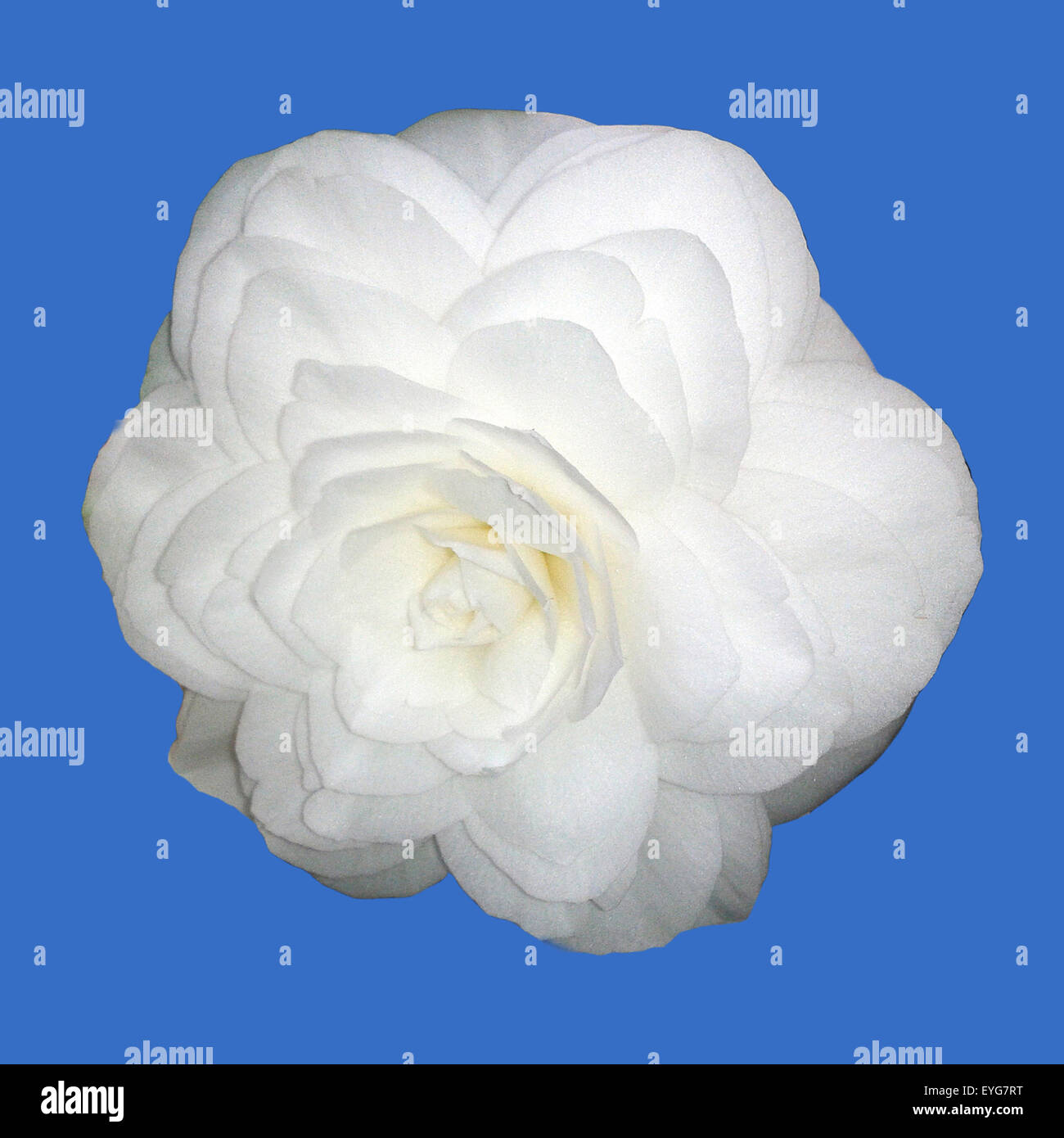 Kamelia, Alba, Plena, camelie, Monrovia, Foto Stock