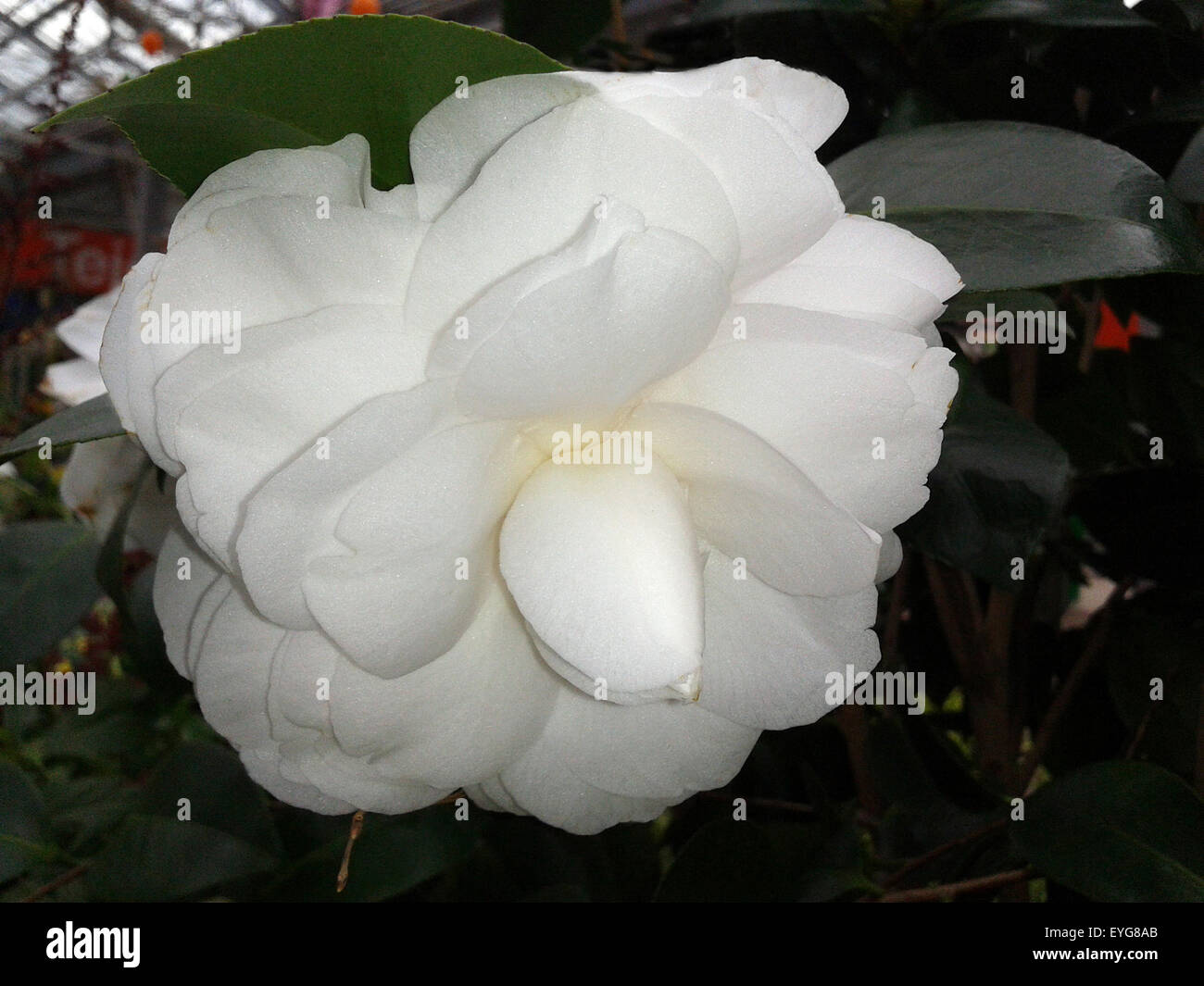 Kamelia, Alba, Plena, camelie, Monrovia, Foto Stock