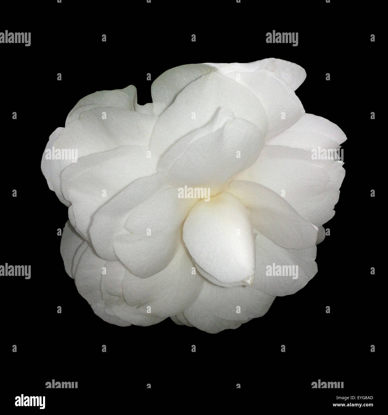 Kamelia, Alba, Plena, camelie, Monrovia, Foto Stock