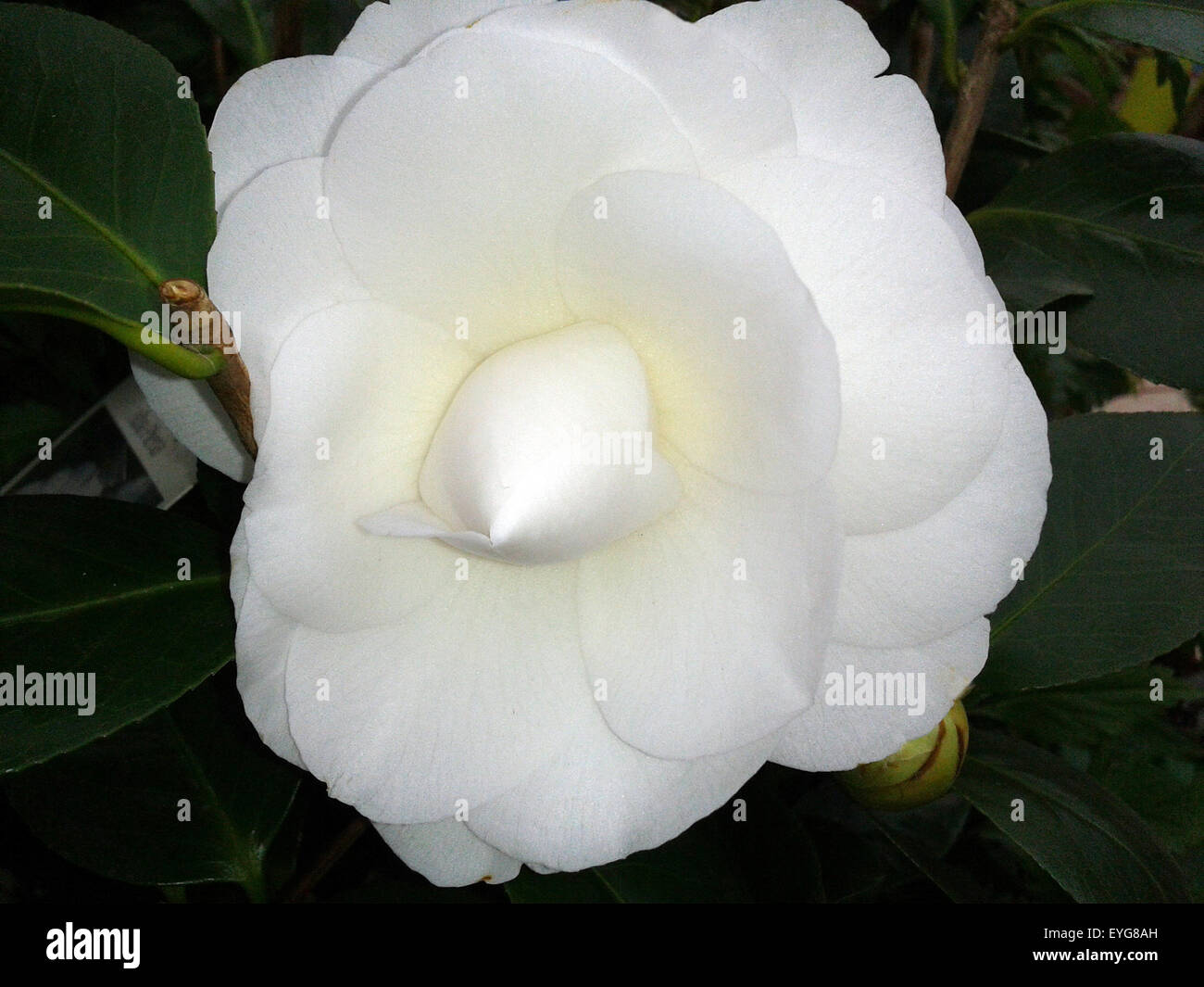 Kamelia, Alba, Plena, camelie, Monrovia, Foto Stock