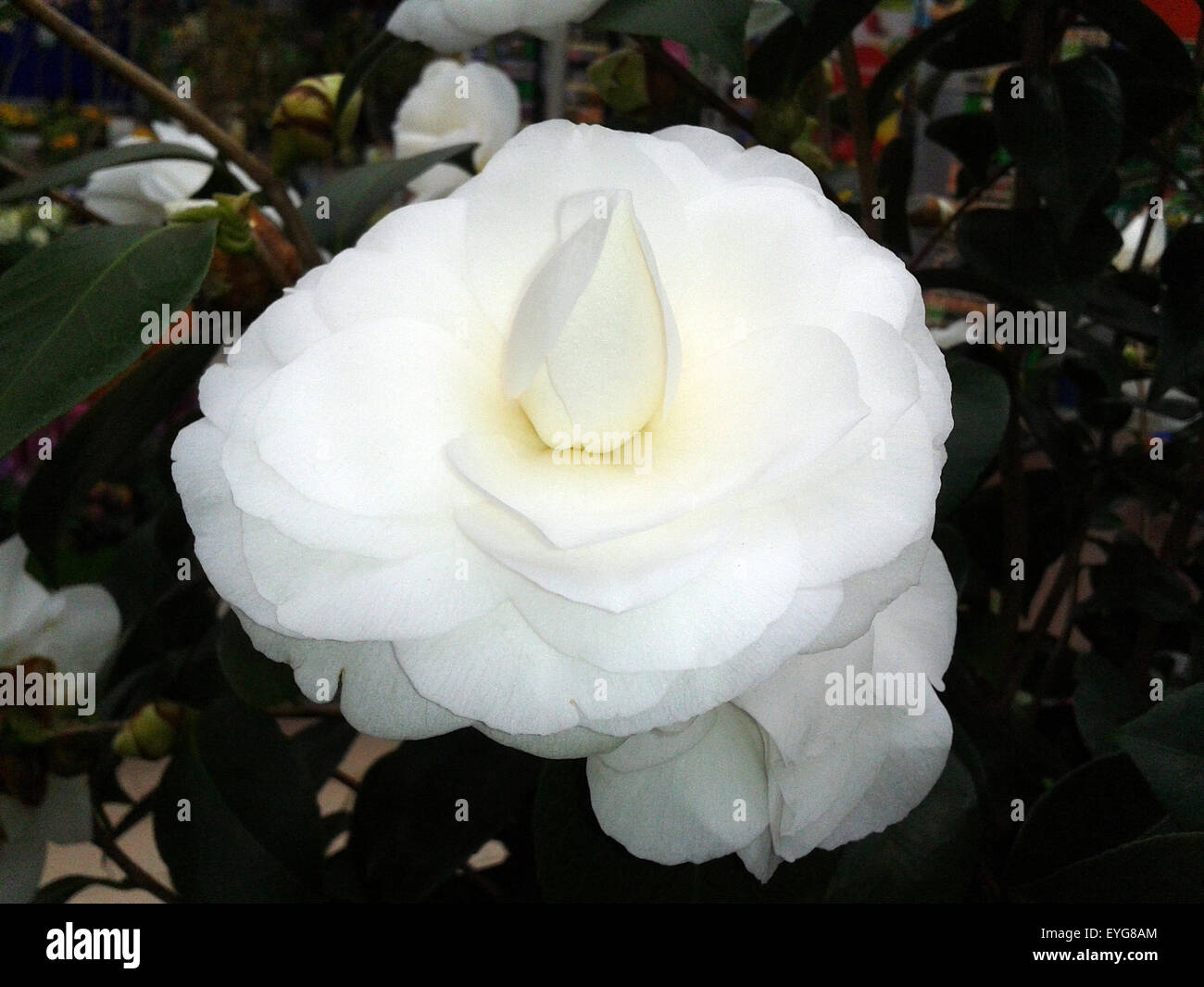 Kamelia, Alba, Plena, camelie, Monrovia, Foto Stock