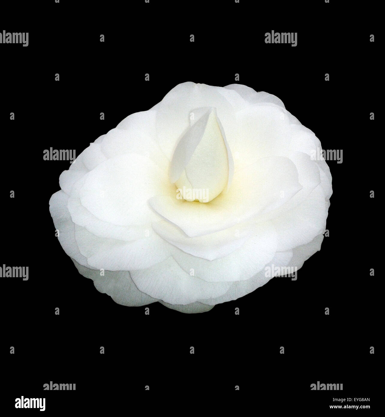 Kamelia, Alba, Plena, camelie, Monrovia, Foto Stock