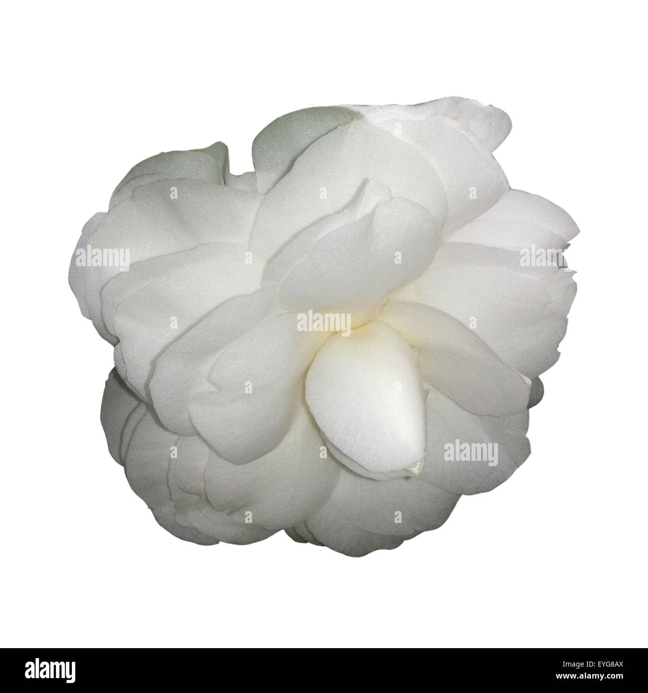 Kamelia, Alba, Plena, camelie, Monrovia, Foto Stock