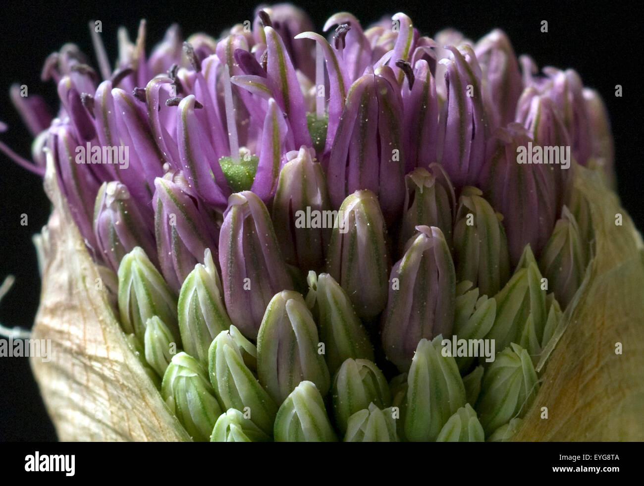 Zierlauchknospen, Allium, Knospe, Foto Stock