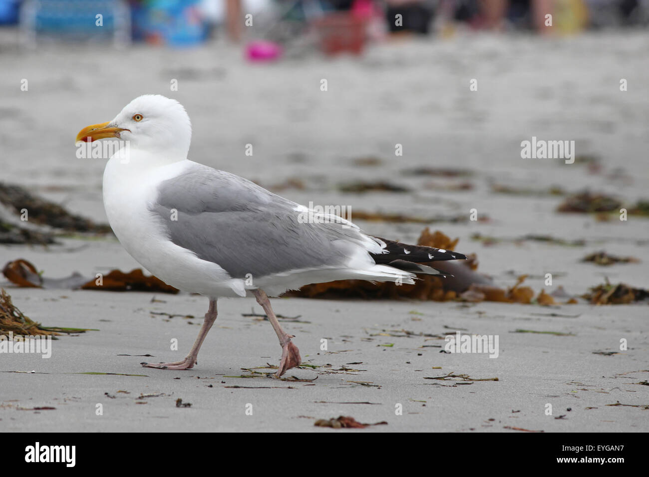 Un gabbiano aringhe (Larus argentatus) camminando lungo una spiaggia affollata in Kennebunkport, Maine, in estate. Foto Stock