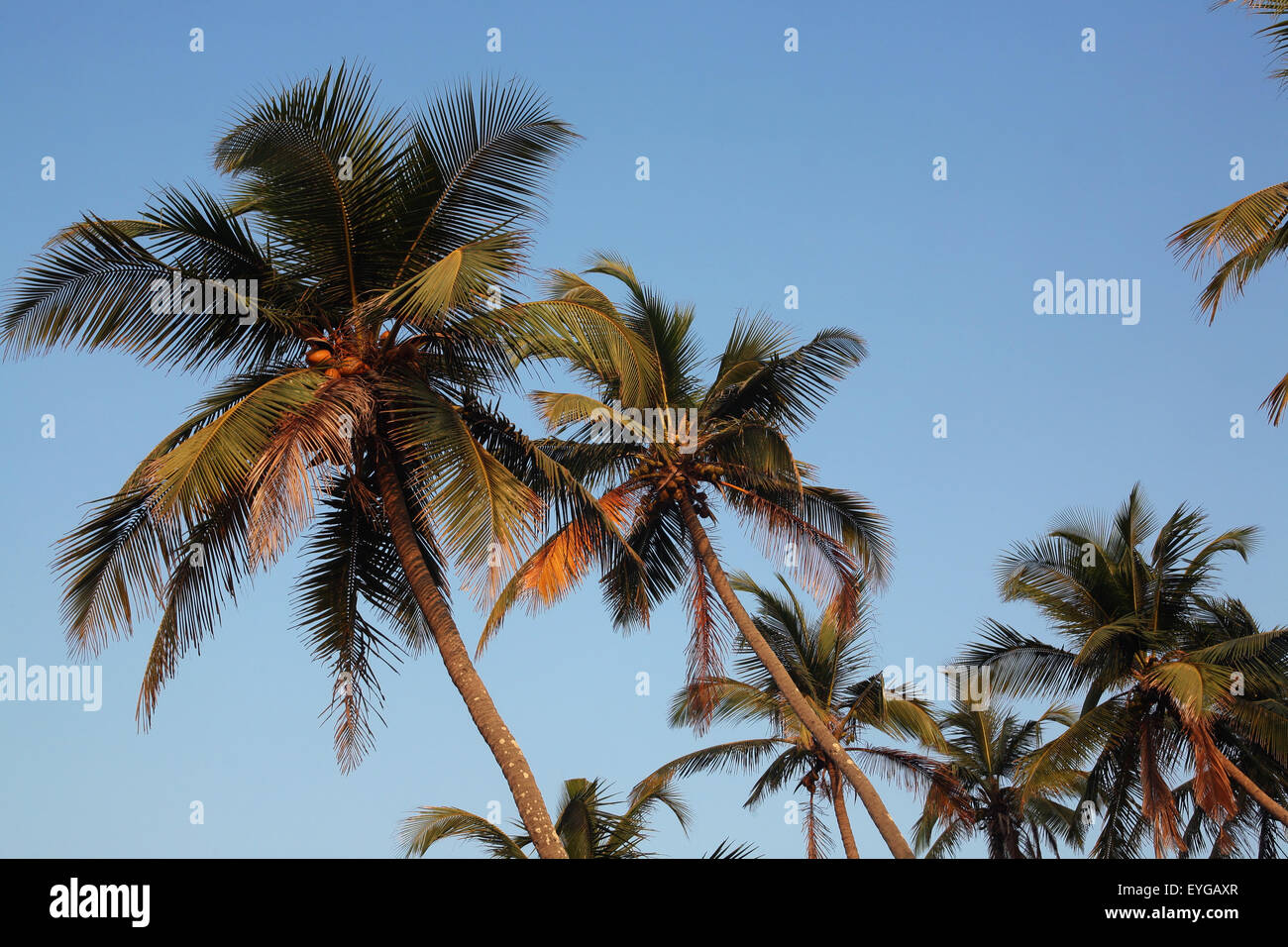 Palme sulla spiaggia di Anjuna al tramonto, stato di Goa, India, Asia. Foto Stock