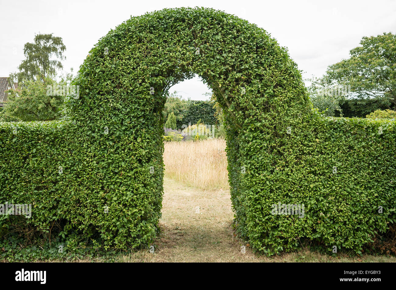 Privet hedge arch dopo la rifilatura di estate Foto Stock