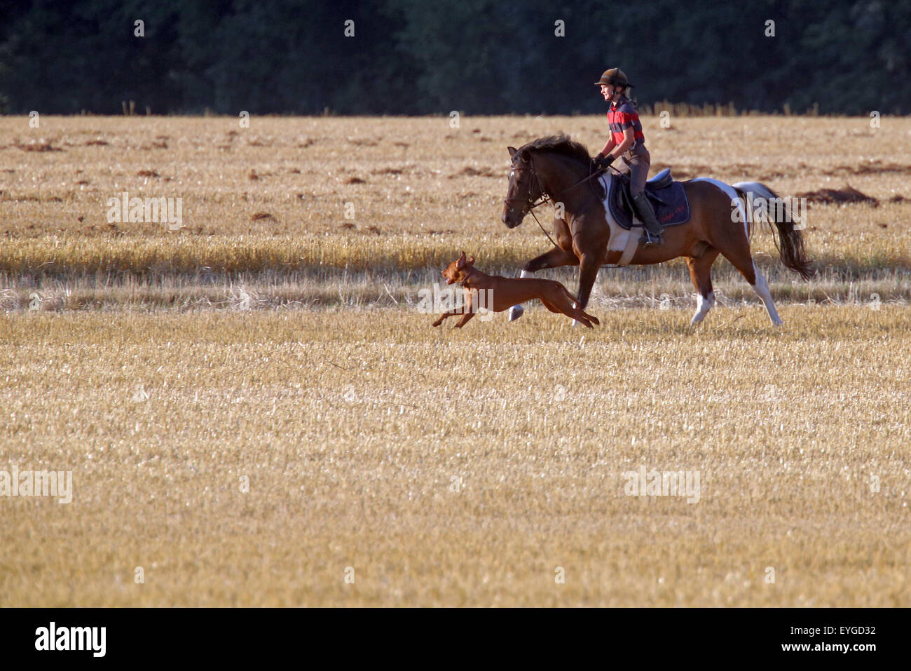 Ingelheim, Germania, ragazza scorre su un pony, accompagnato dal suo cane per un campo falciato Foto Stock
