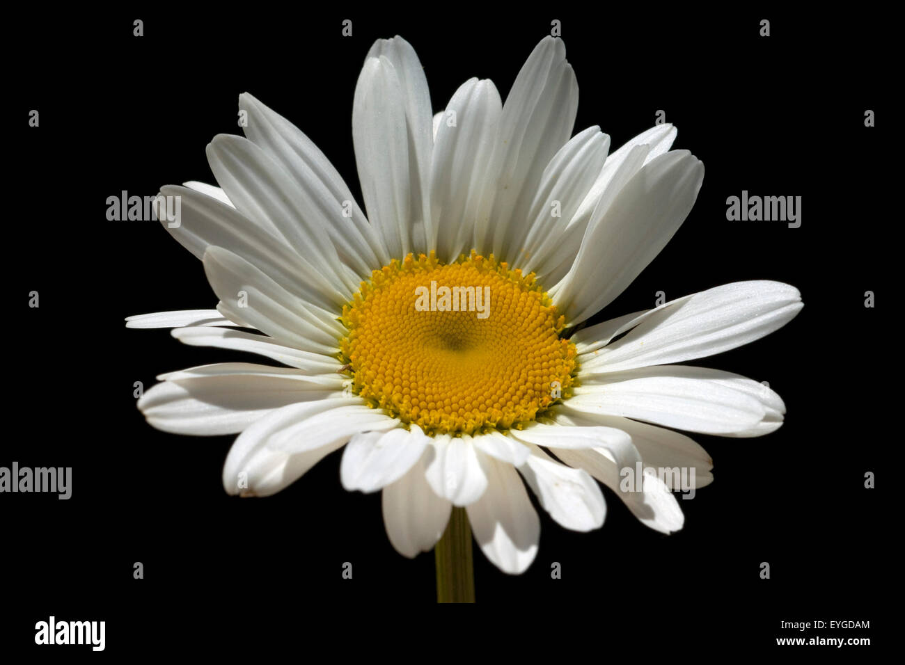 Margariten Wiesen-Margeriten;;; Leucanthemum vulgare; Foto Stock