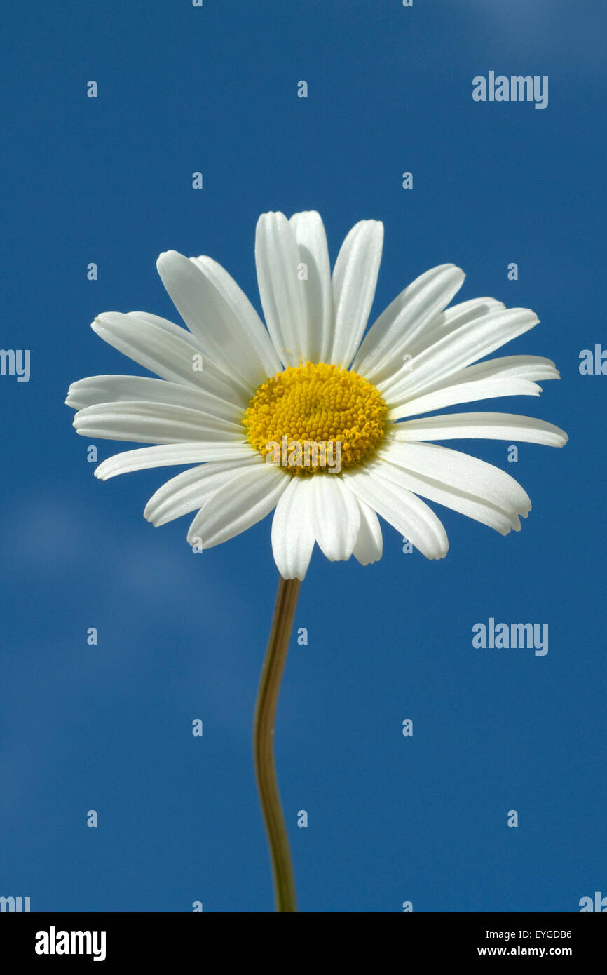 Margariten Wiesen-Margeriten;;; Leucanthemum vulgare; Foto Stock
