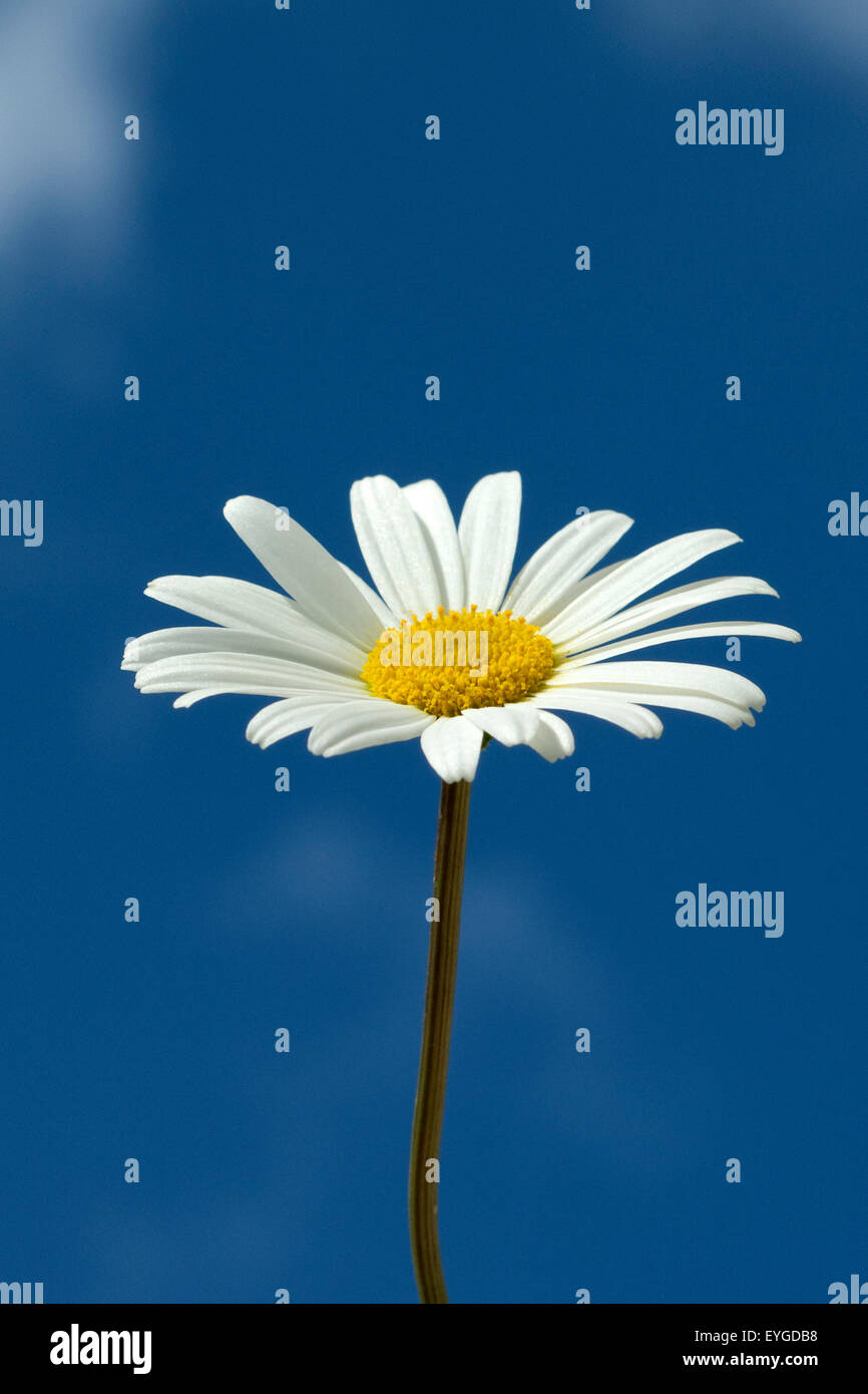 Margariten Wiesen-Margeriten;;; Leucanthemum vulgare; Foto Stock