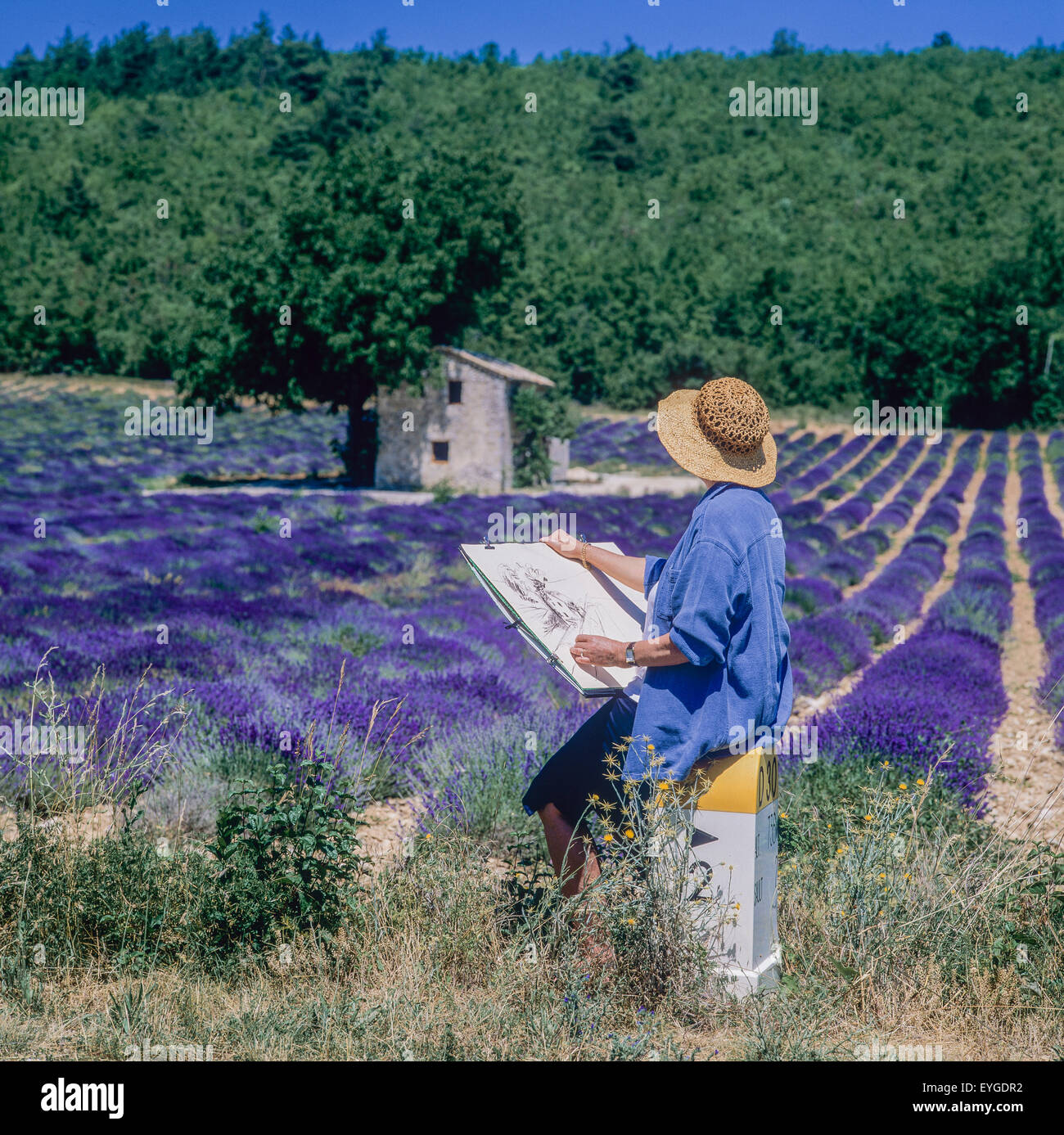 Donna di mezza età disegno casa di pietra in fioritura campo di lavanda, Vaucluse Provence, Francia Foto Stock