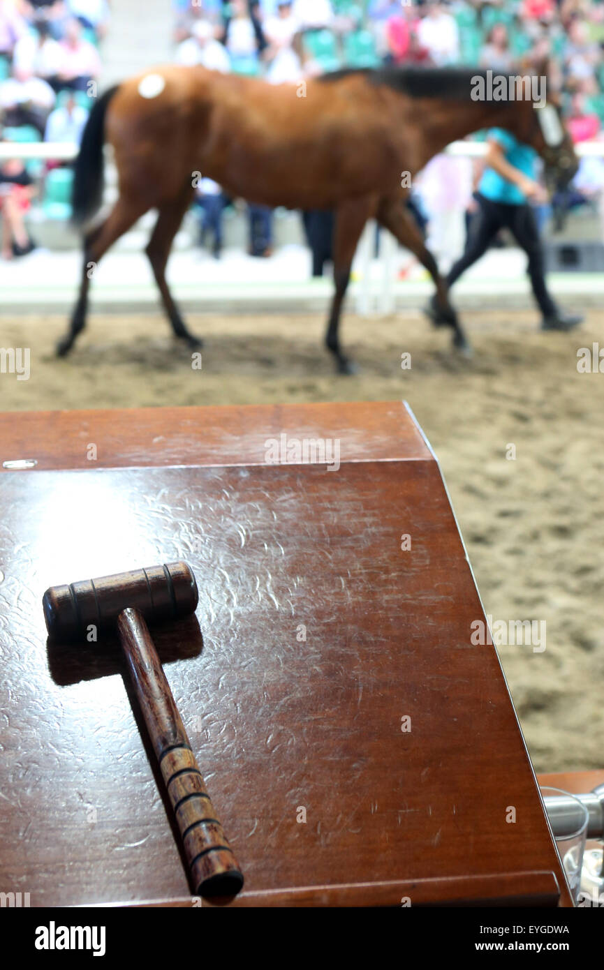 Iffezheim, Germania, Symbolfoto, un cavallo sarà messo all'asta a d'aste Foto Stock