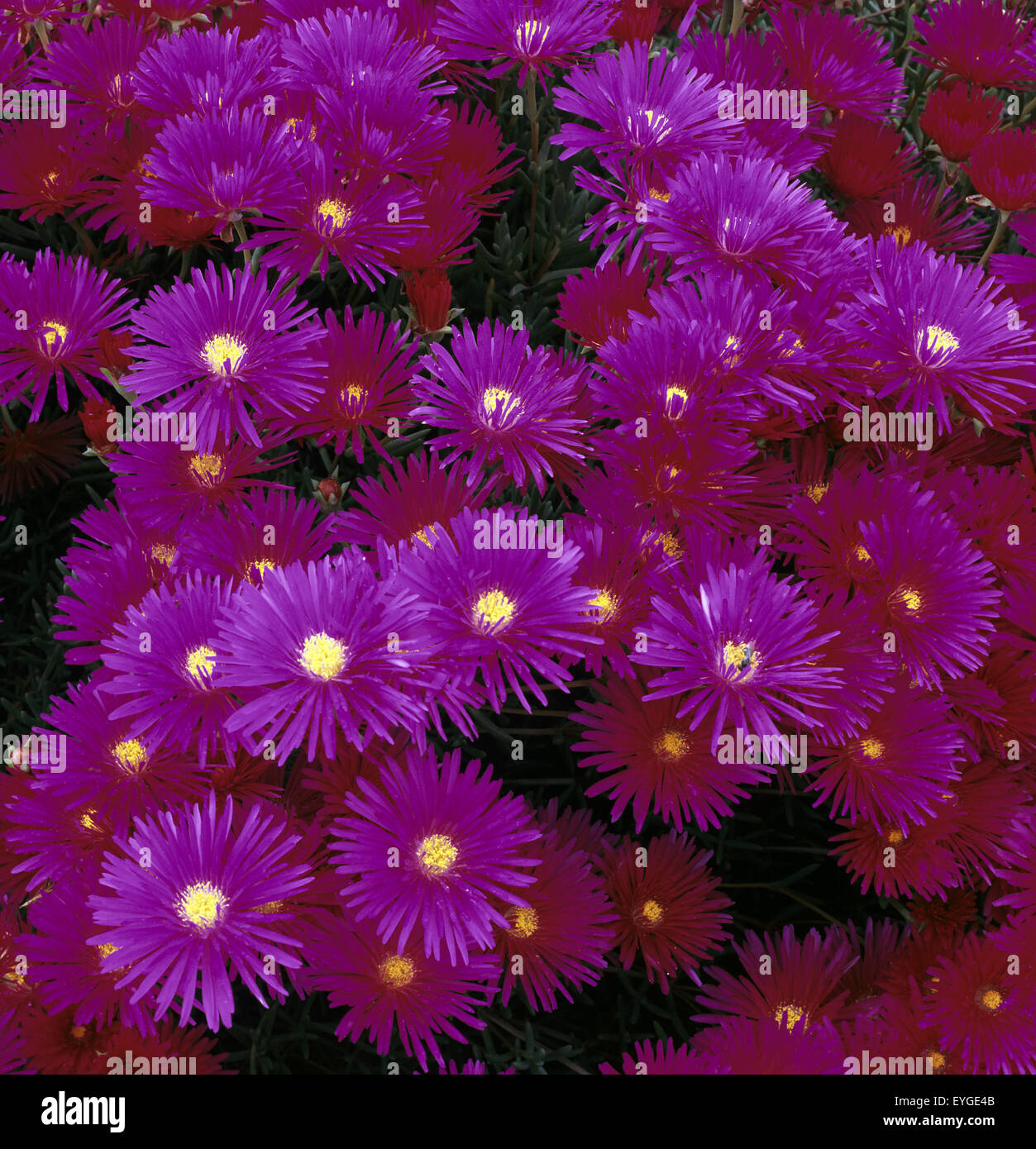 Mittagsblume, Lampranthus spectabilis Foto Stock