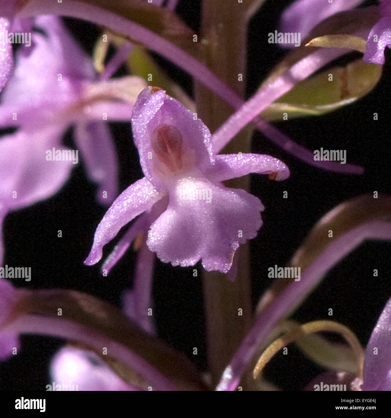 Muecken-Haendelwurz, Gymnadenia conopsea Foto Stock