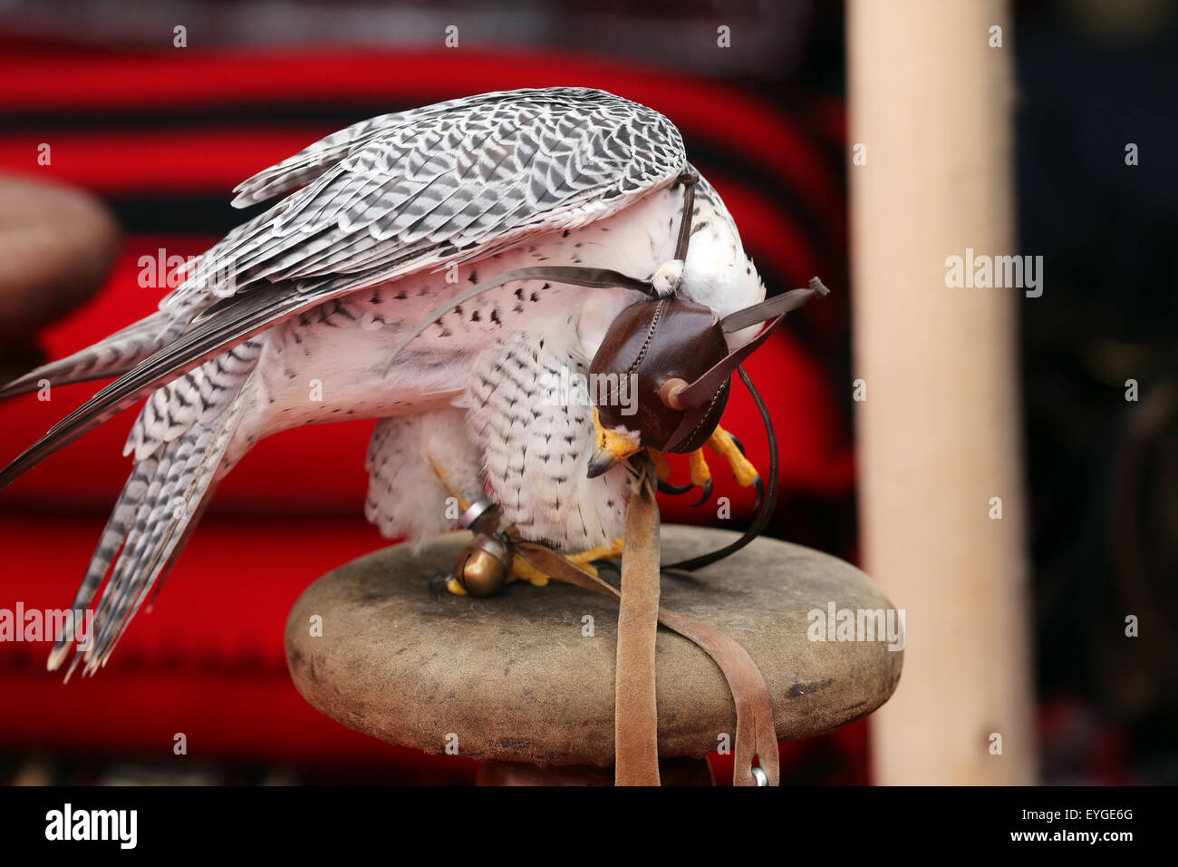 Parigi, Francia, Saker Falcon porta alla calma di un casco in pelle sulla sua testa Foto Stock Parigi, Francia, Saker Falcon porta alla calma di un casco in pelle sulla sua testa Foto Stock