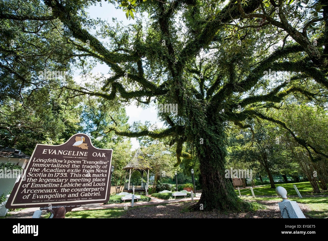 Stati Uniti d'America, Louisiana, Evangeline Quercia; St Martinville Foto Stock