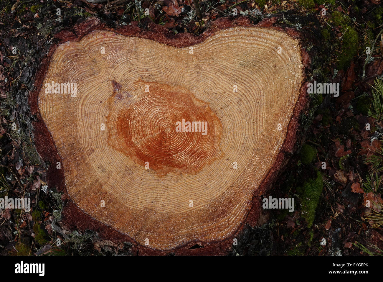 Lessebo, la Svezia, la sezione trasversale del tronco di un albero con gli anelli annuali Foto Stock