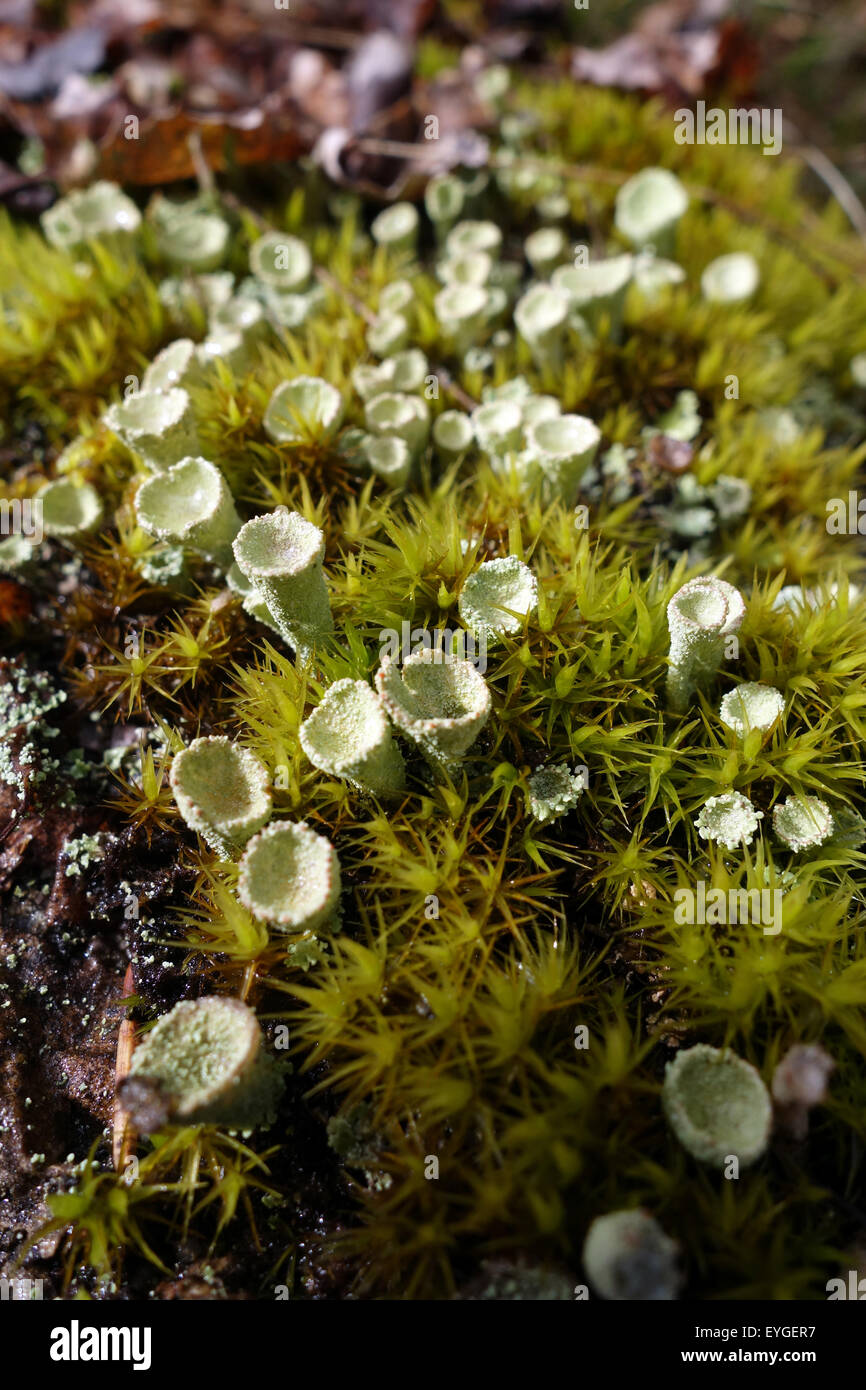 Lessebo, Svezia, moss con un lichene del genere Cladonia Foto Stock