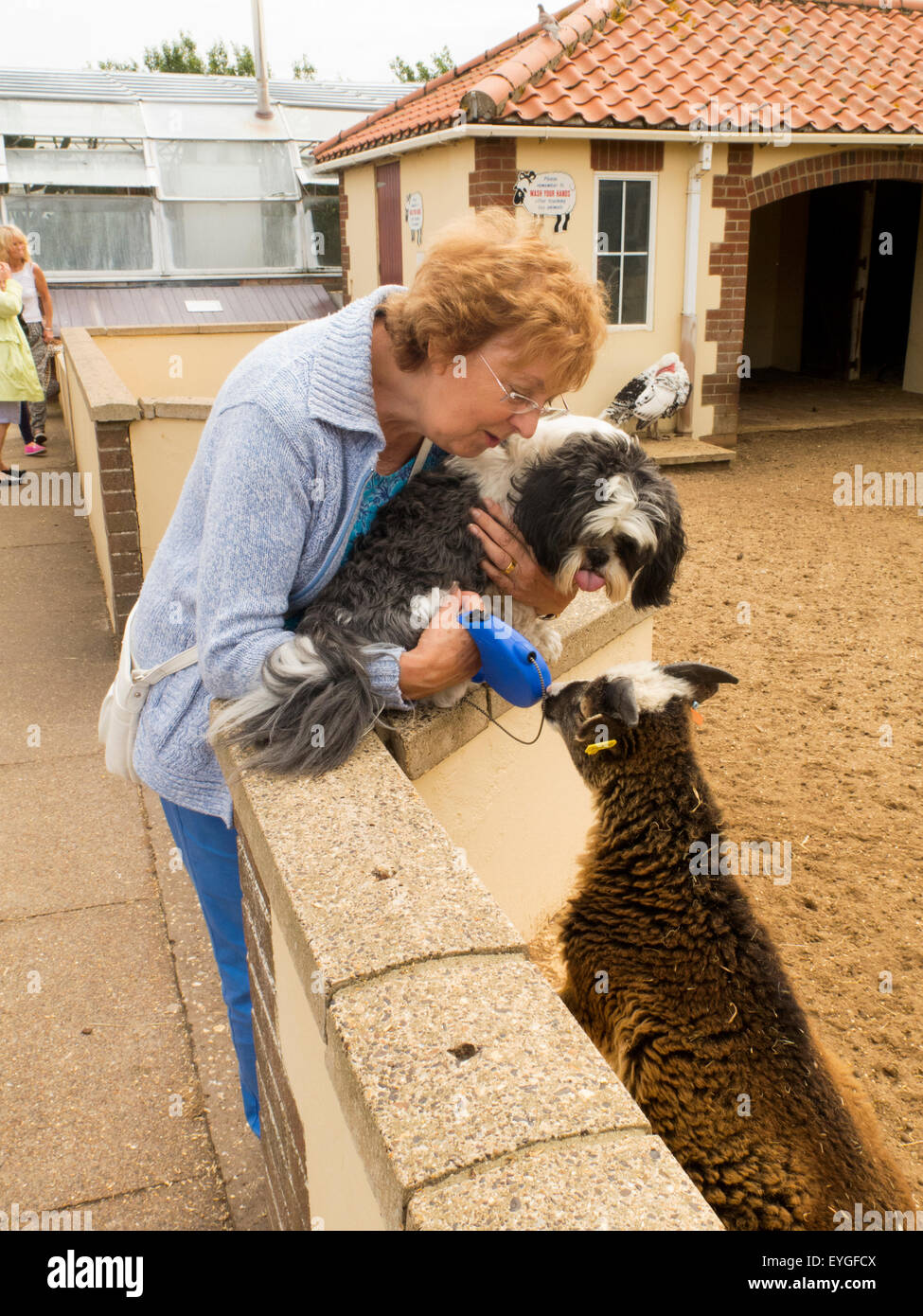 Lhasa Apso cane essendo tenuto a mostrare gli ovini e i caprini in uno zoo Foto Stock