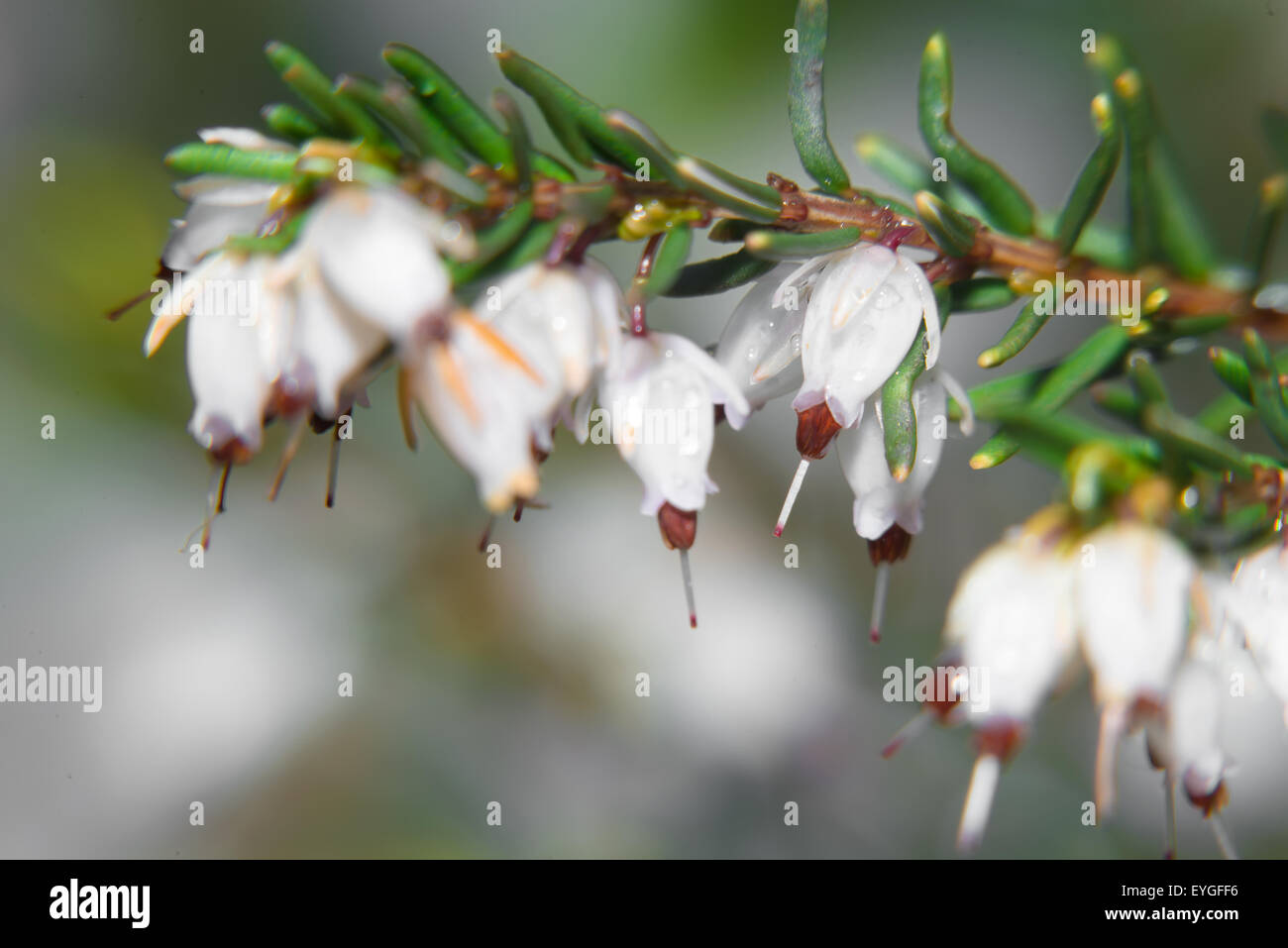 Bellissimi fiori Myretoun Ruby. Erica carnea, foto macro Foto Stock