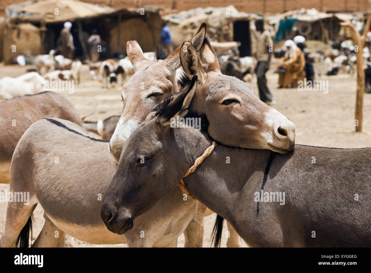 Niger, Regione di aria, asini legati assieme; Agadez Foto Stock