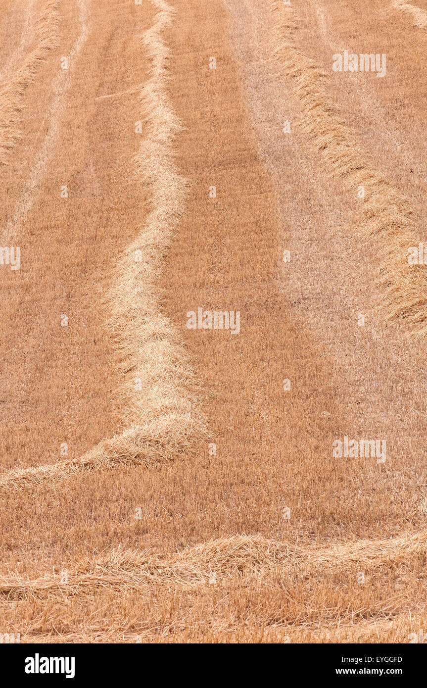 Cropfield dopo il raccolto con stubbles in estate Foto Stock