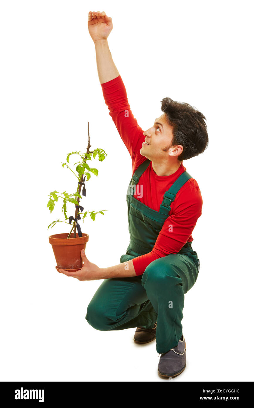 Giardiniere la stima di crescita della pianta di pomodoro in mano Foto Stock