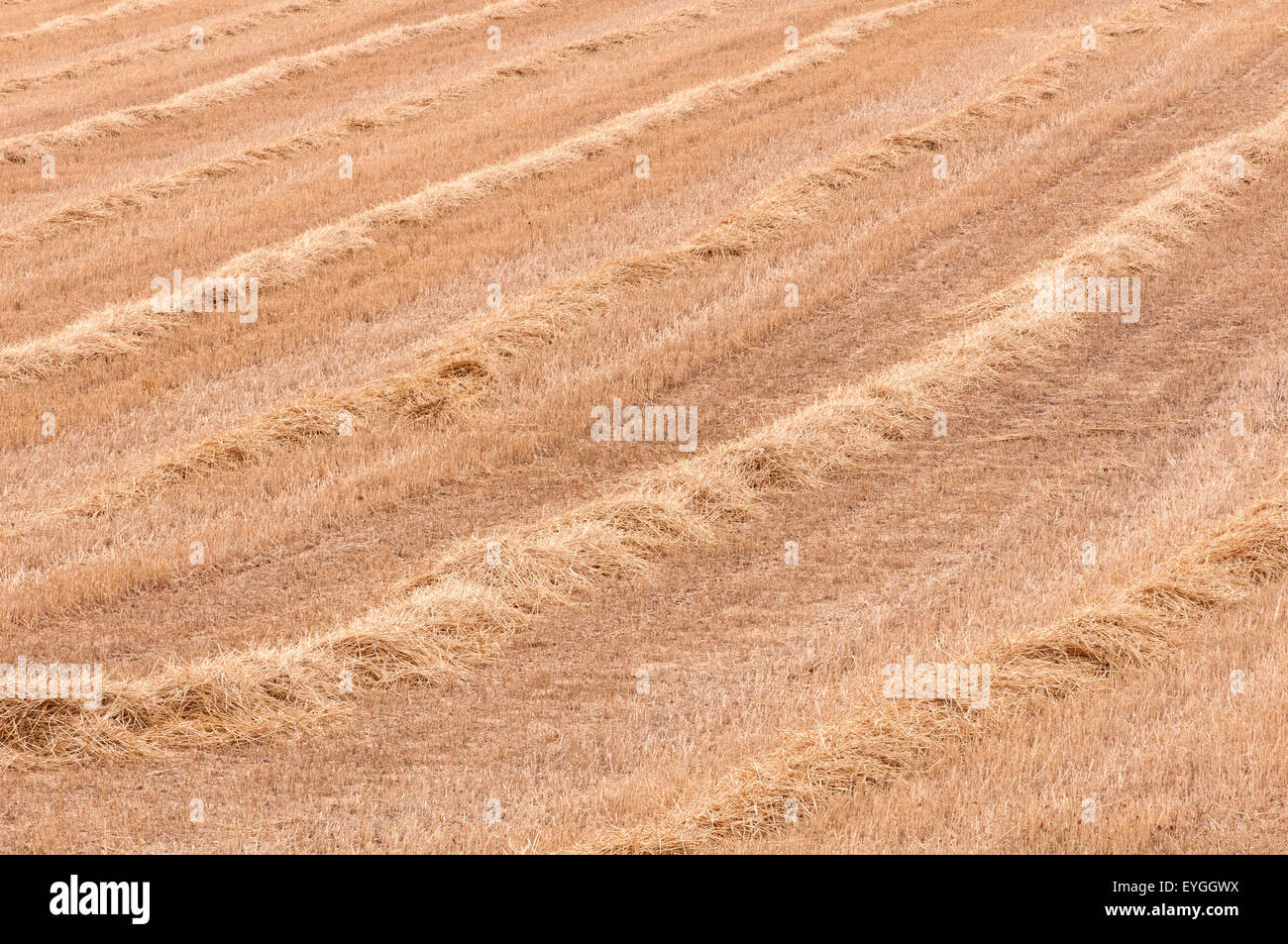 Cropfield dopo il raccolto con stubbles in estate Foto Stock