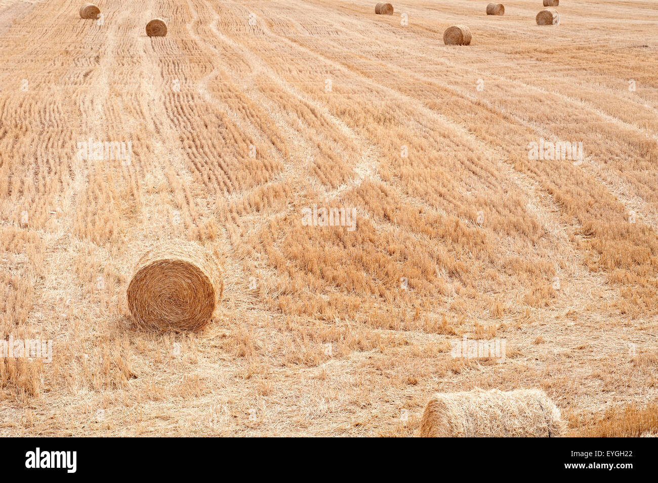 Le balle di paglia in una cropfield di stoppie, in attesa di raccolta in estate. Foto Stock