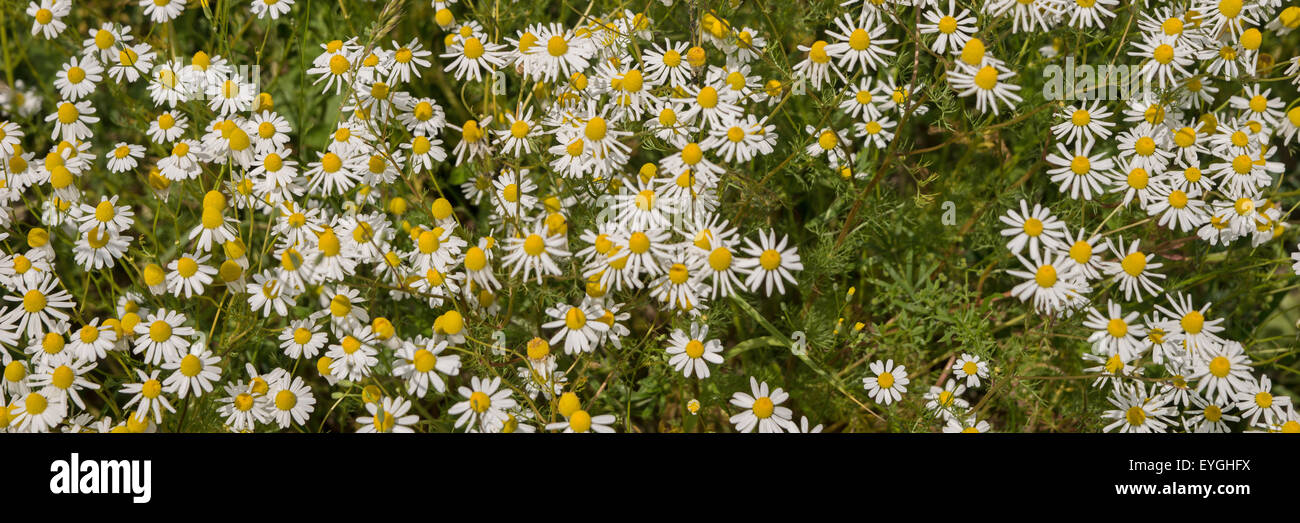Piante di camomilla, camomilla campo Foto Stock