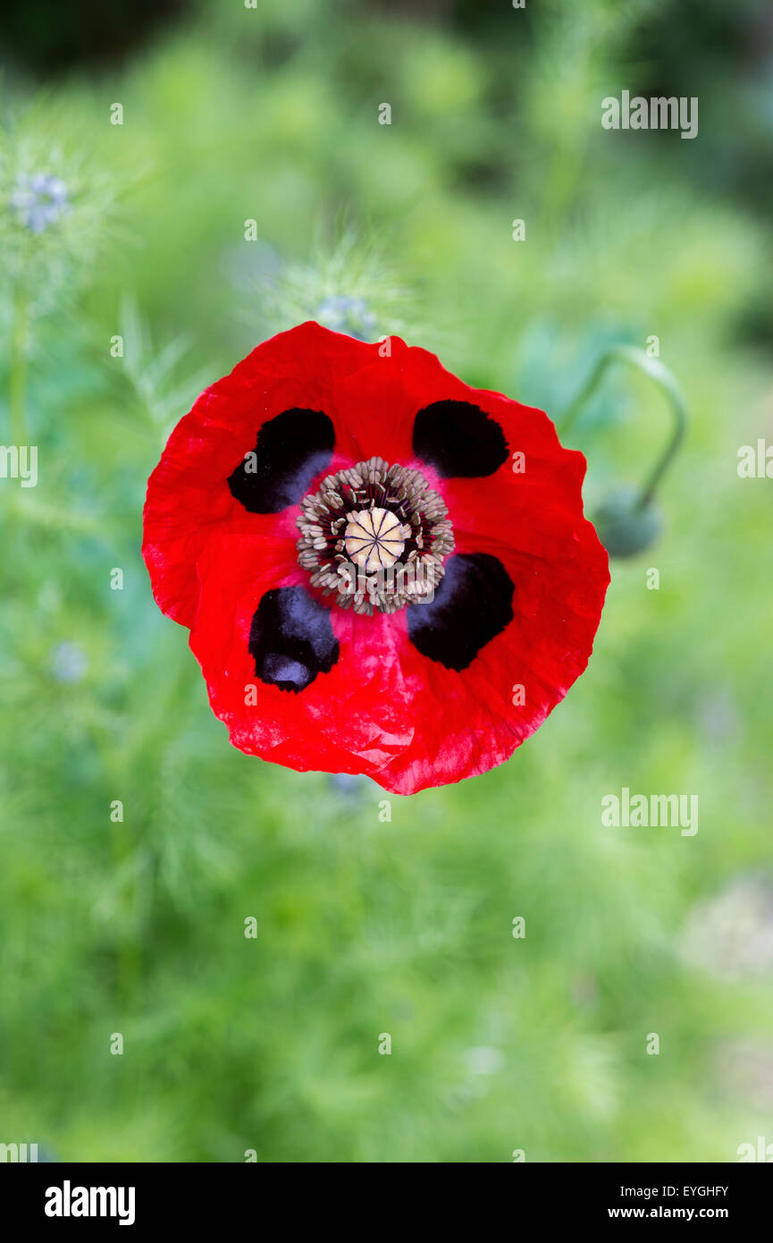 Papaver commutatum . Ladybird papavero. Messa a fuoco selettiva Foto Stock