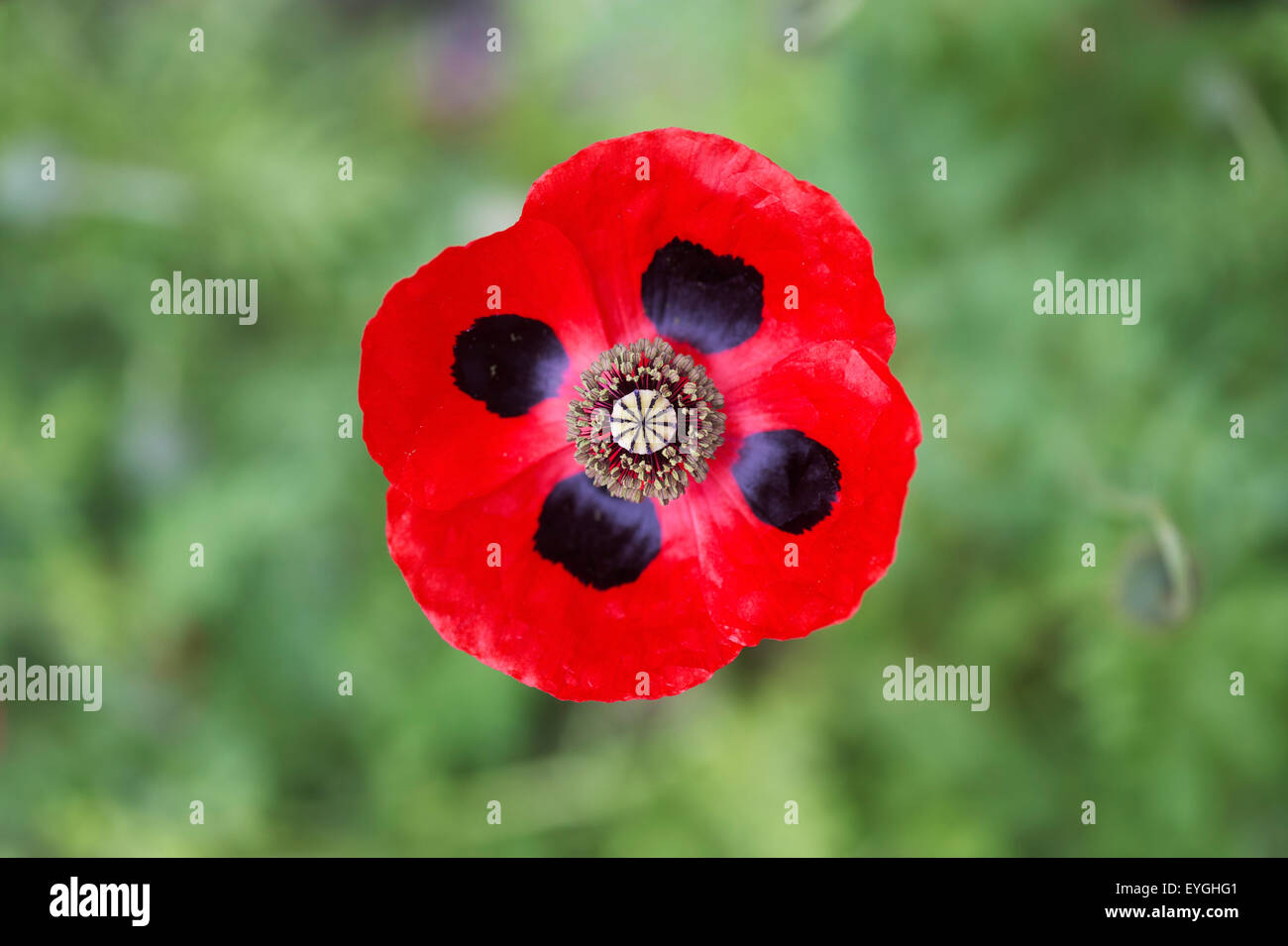 Papaver commutatum . Ladybird papavero. Messa a fuoco selettiva Foto Stock