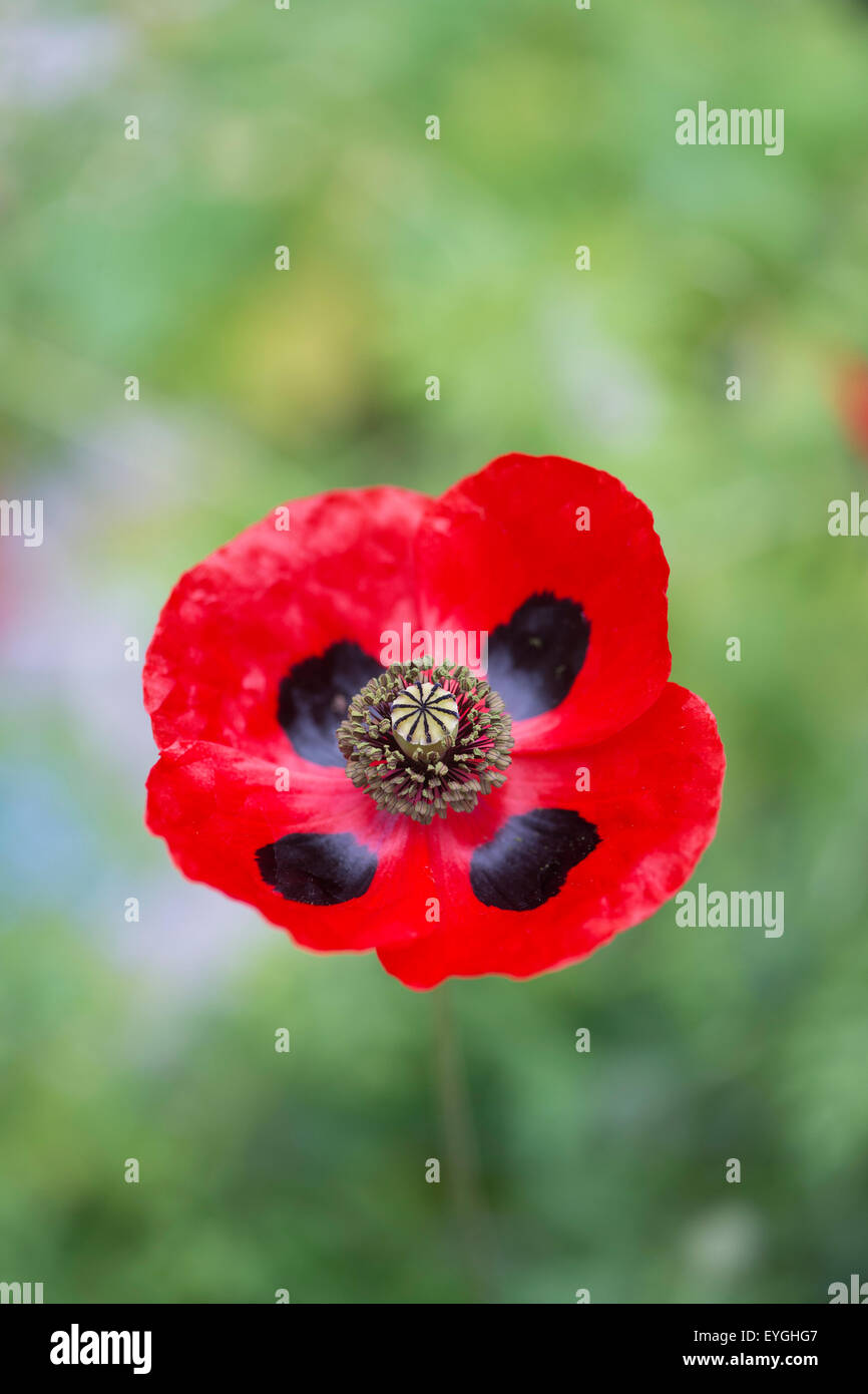 Papaver commutatum . Ladybird papavero. Messa a fuoco selettiva Foto Stock