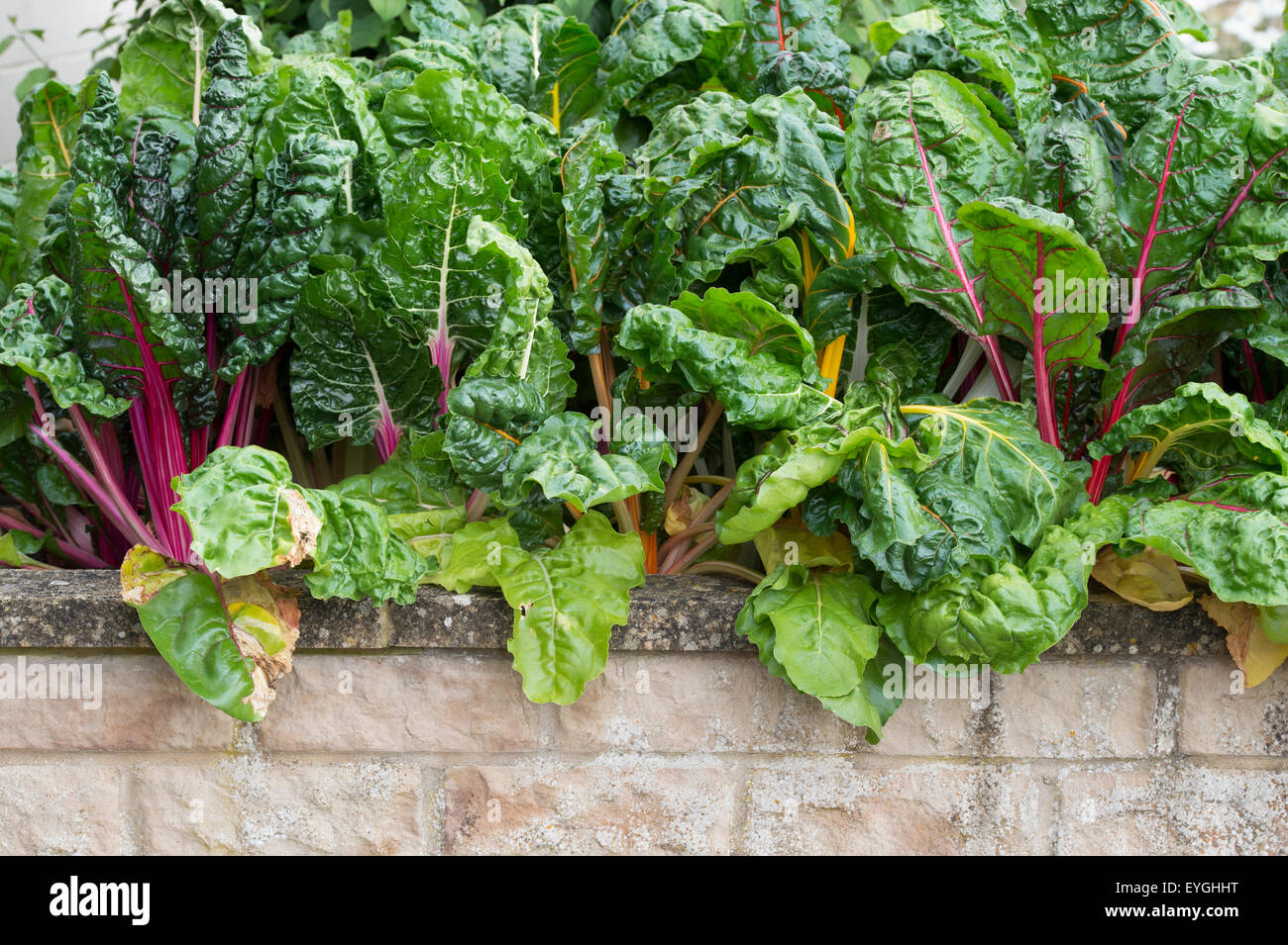 Beta vulgaris. Bieta "luci luminose' in una patch vegetale Foto Stock