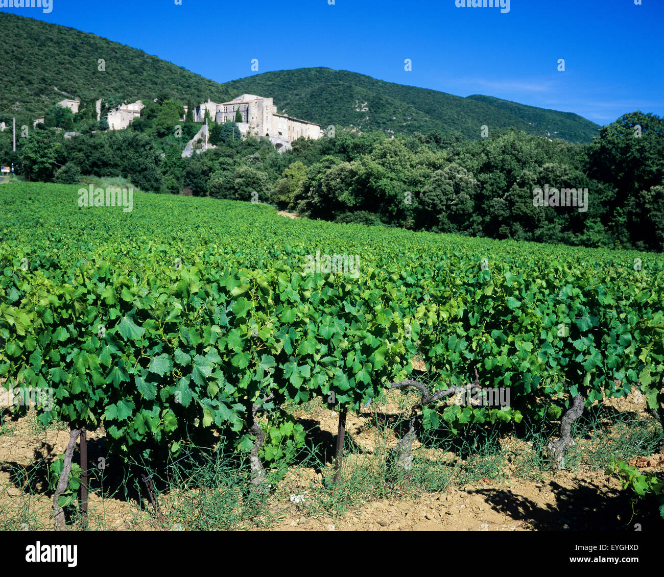 Côtes du Rhône vigna Rousset-les-Vignes, Les Baronnies, Drôme, Provenza, Francia Foto Stock