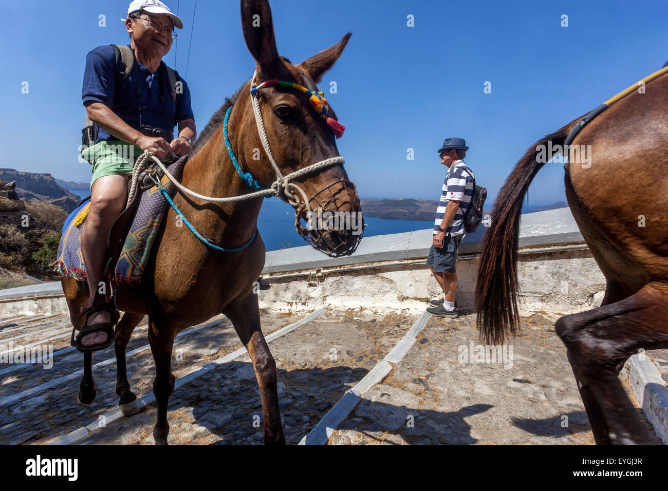 Santorini asini che trasportano i turisti sulla strada che collega il porto alla città di Thira Santorini, l'isola greca, Cicladi, Grecia vacanze Foto Stock