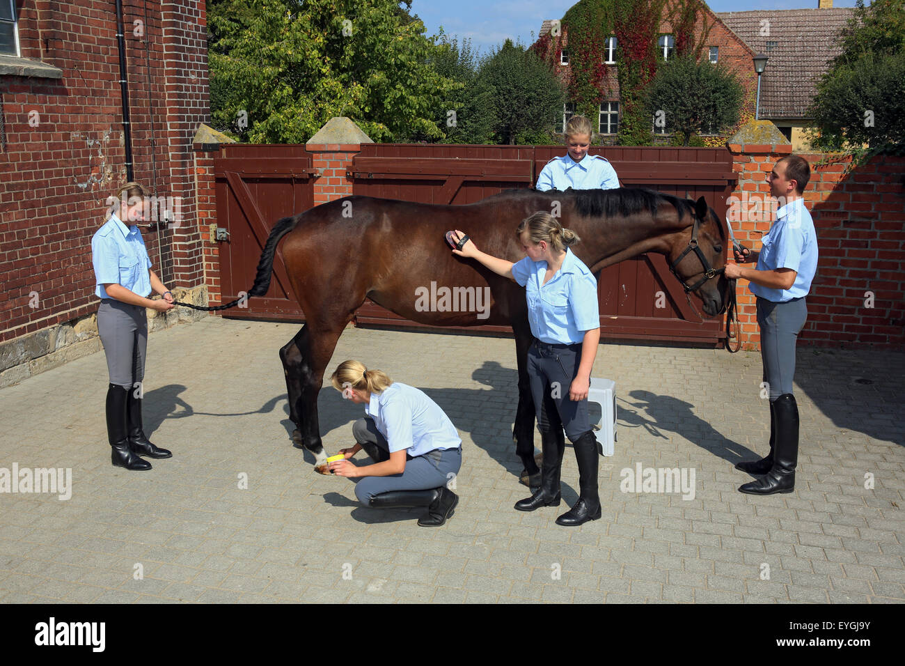Graditz, Germania, quattro apprendisti e formatori di mantenere un cavallo Foto Stock