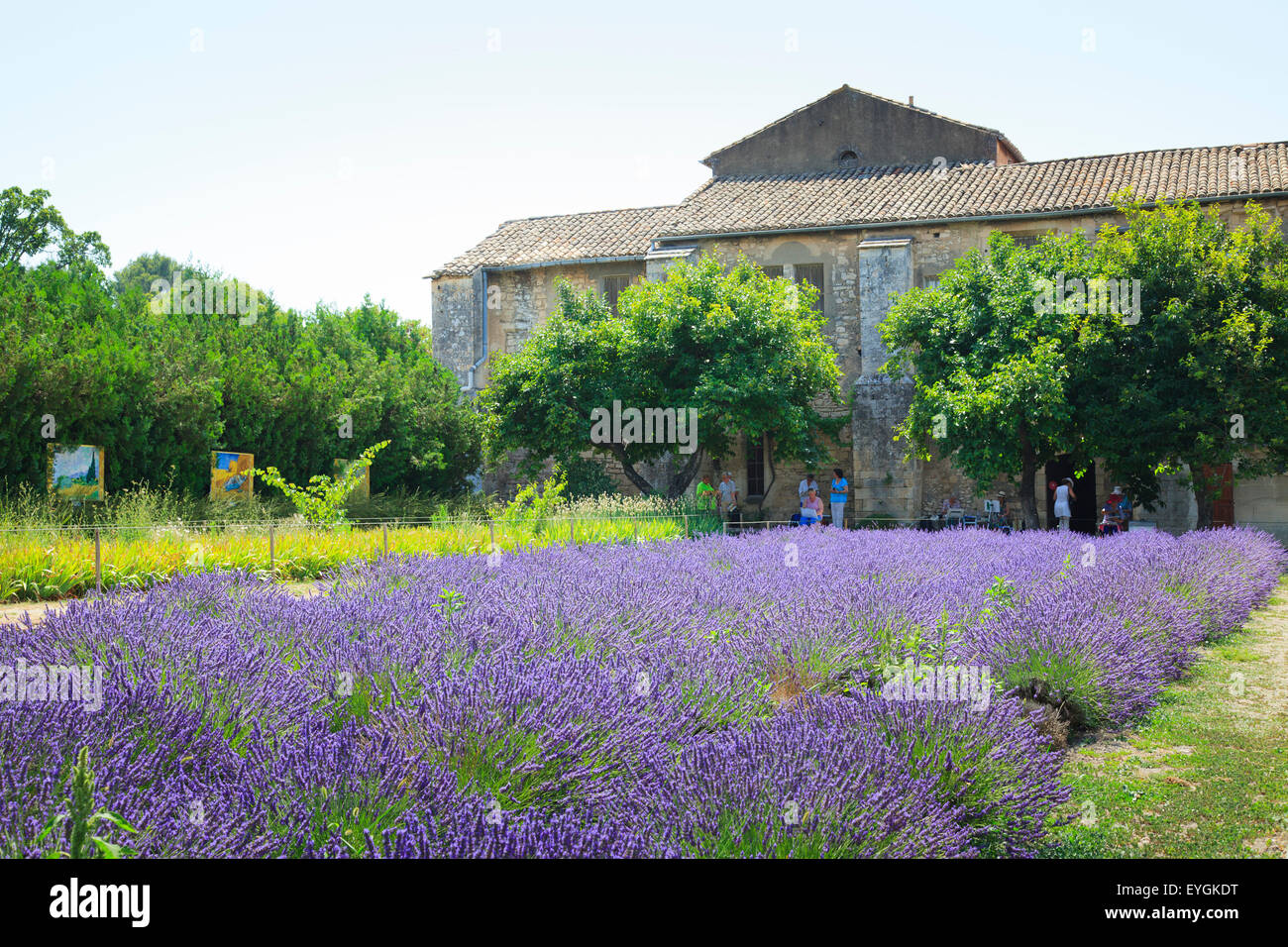 Il campo di lavanda in piena fioritura alla Maison de Sante San Paolo Monastero di San Remo Foto Stock