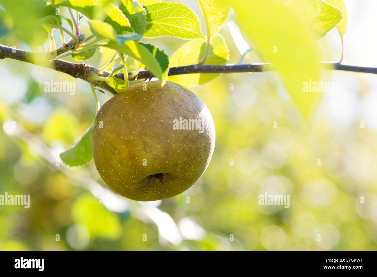 Il sole raggiante attraverso un frutteto di mele russet. Foto Stock