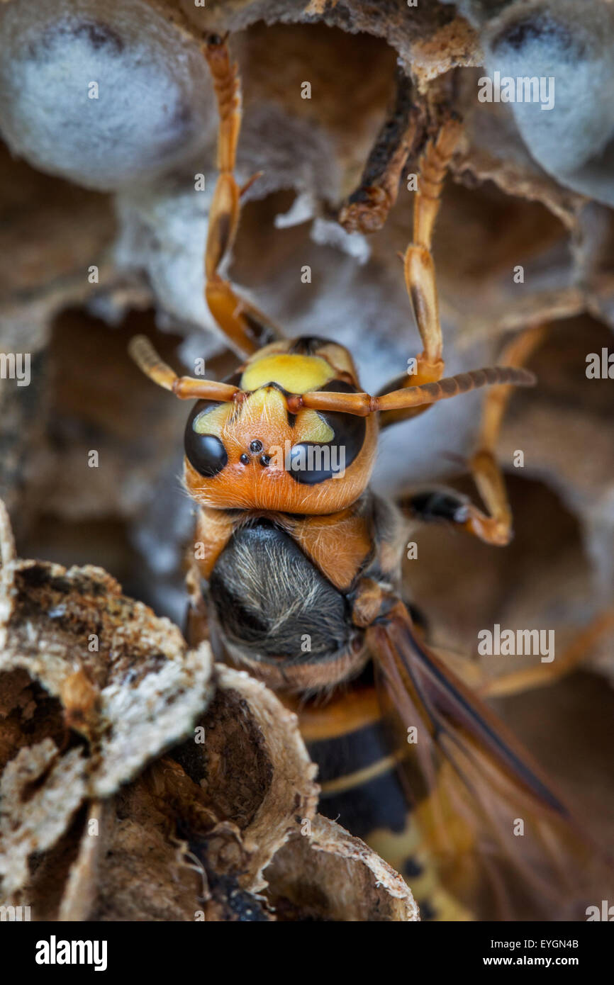 Unione hornet (Vespa crabro) appena emersa dalla cella di covata nel nido di carta Foto Stock