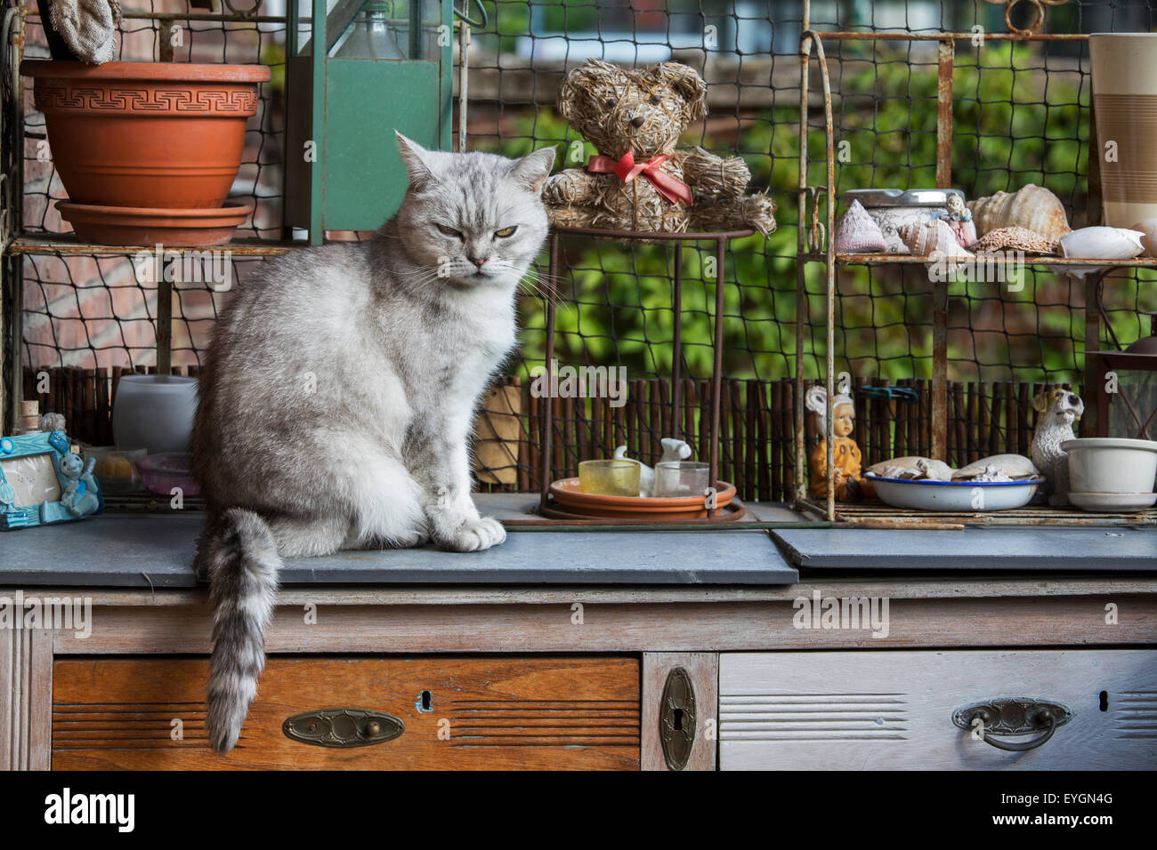 British Shorthair cat in cucina a casa Foto Stock