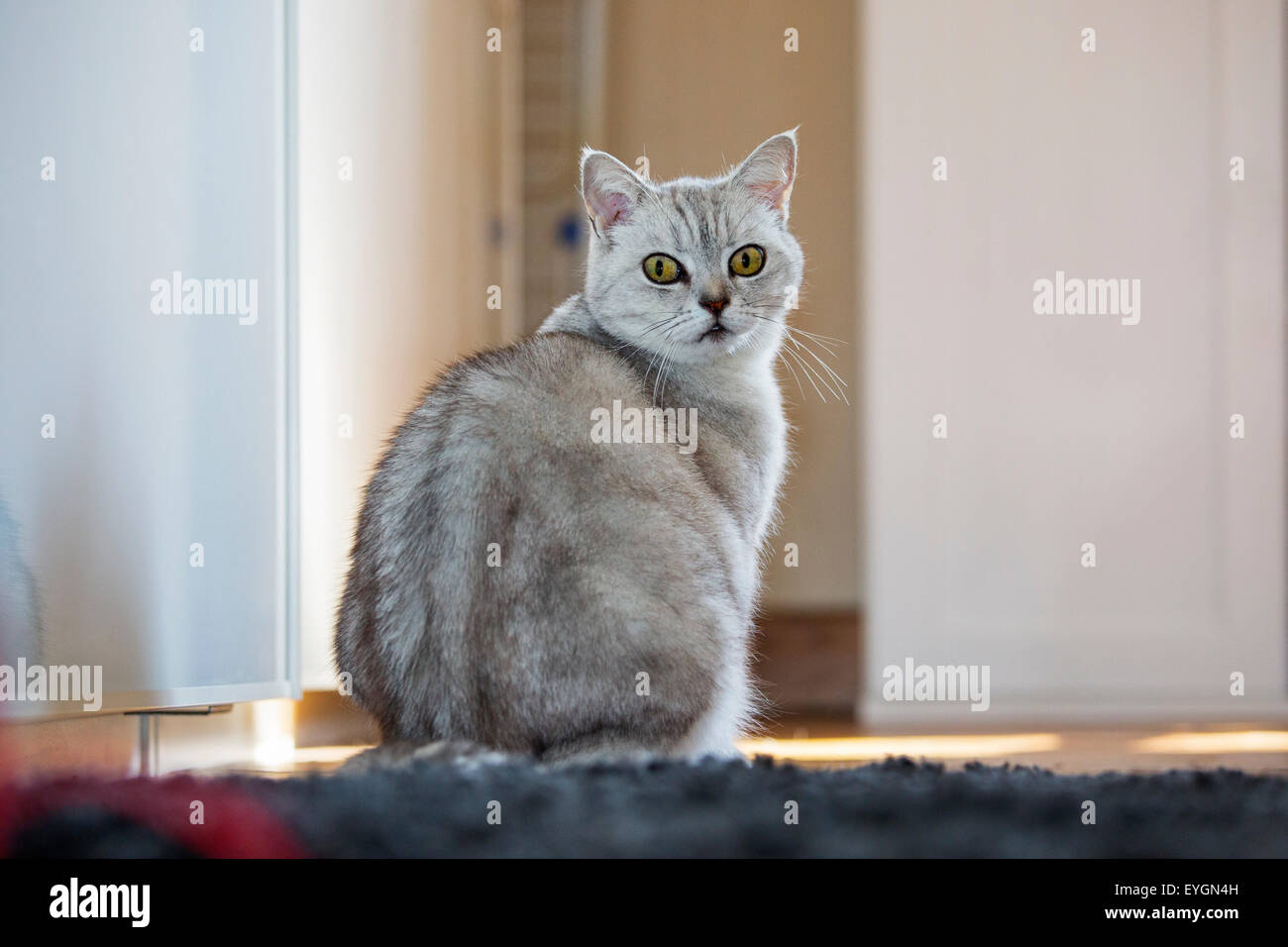 British Shorthair cat seduto sul pavimento a casa Foto Stock