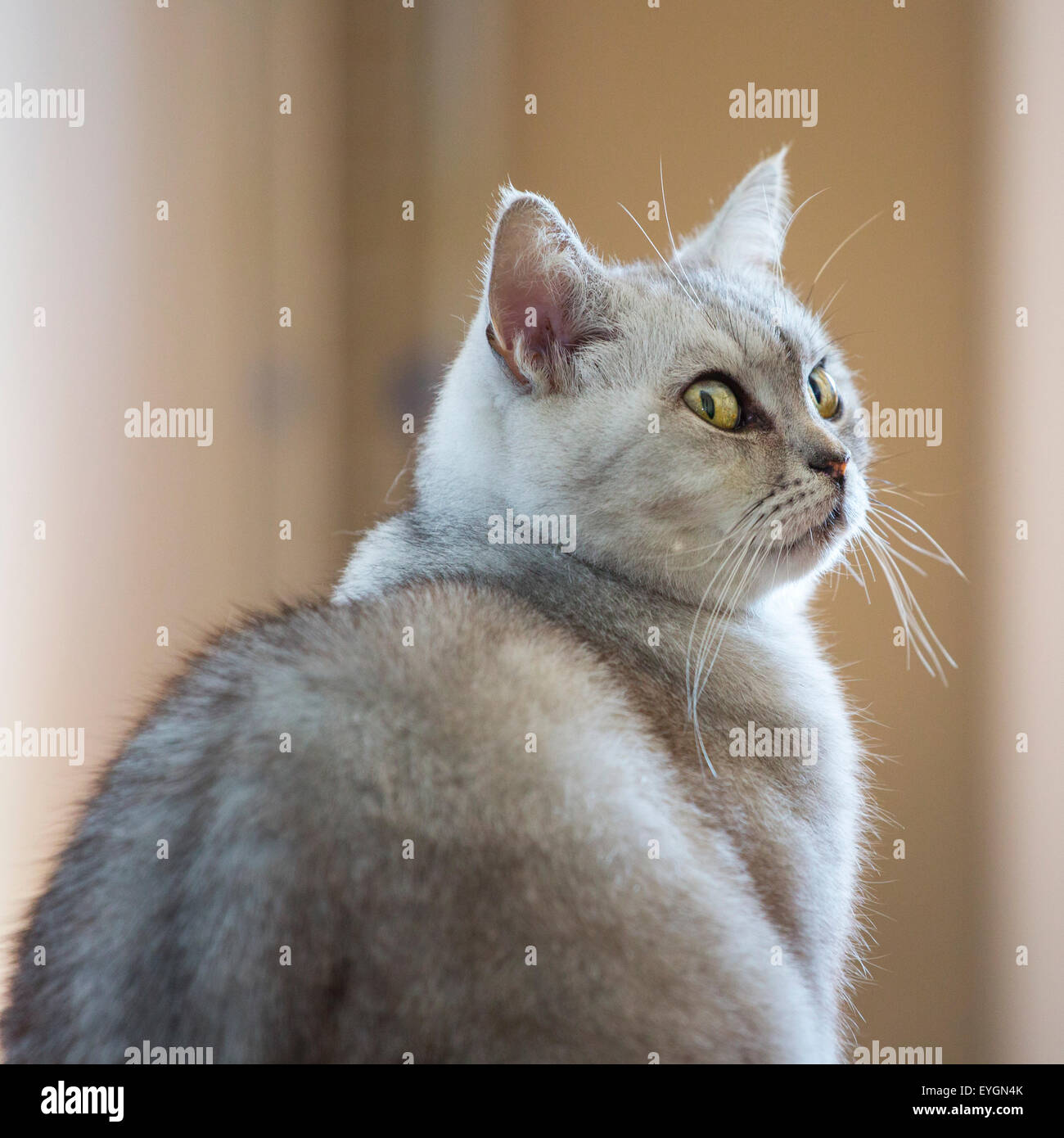 British Shorthair cat, close up ritratto Foto Stock
