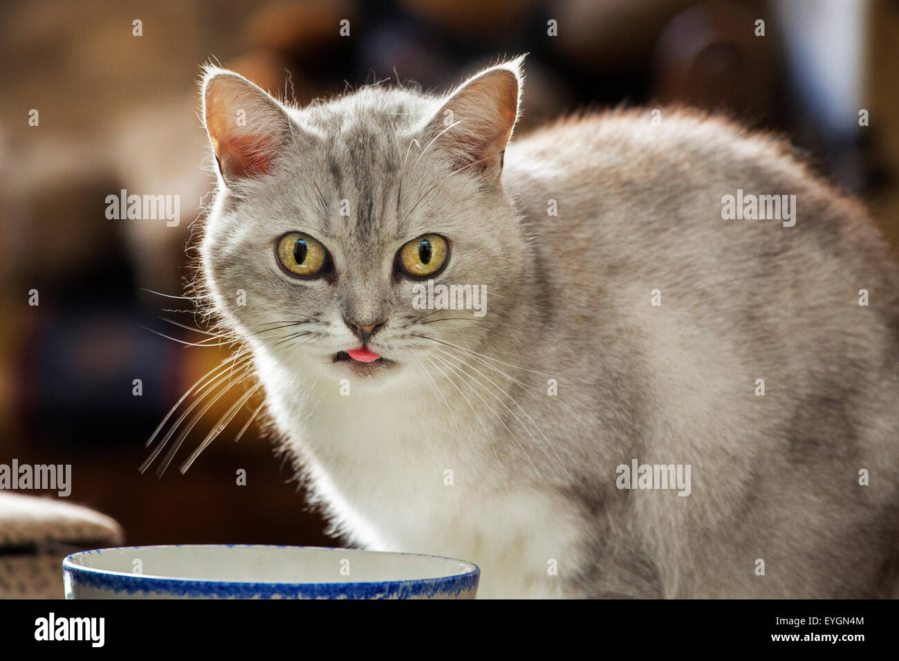 Chiusura del British Shorthair cat bere latte da coppa a casa Foto Stock