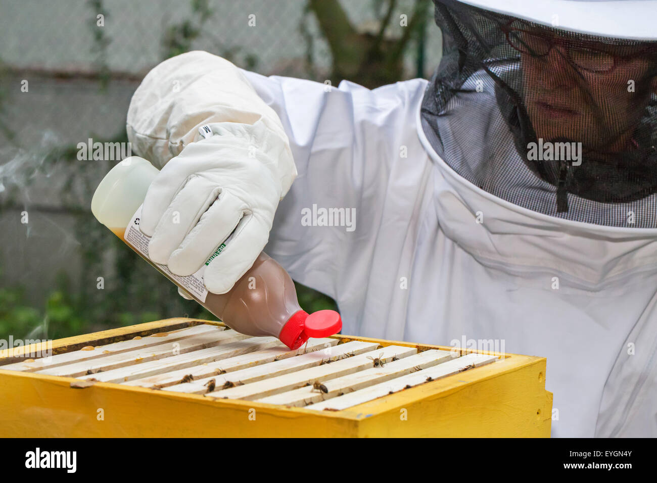 Apicoltore in abbigliamento protettivo aggiungendo Beevital Hiveclean, un trattamento naturale per le api da miele contro acari della varroa, ad alveare Foto Stock