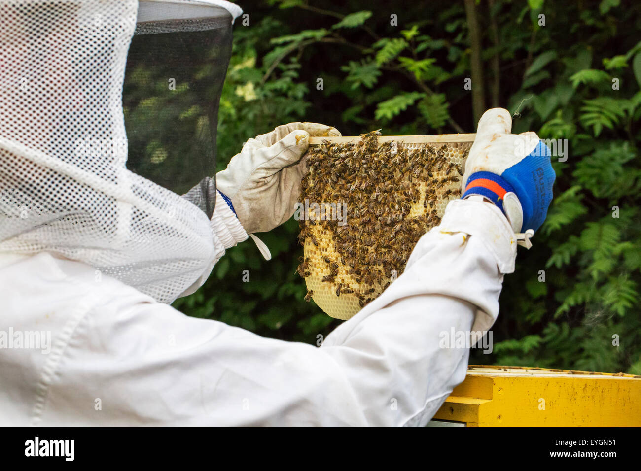 Apicoltore in abbigliamento protettivo ispezione telaio con favo di miele api (Apis mellifera) Foto Stock